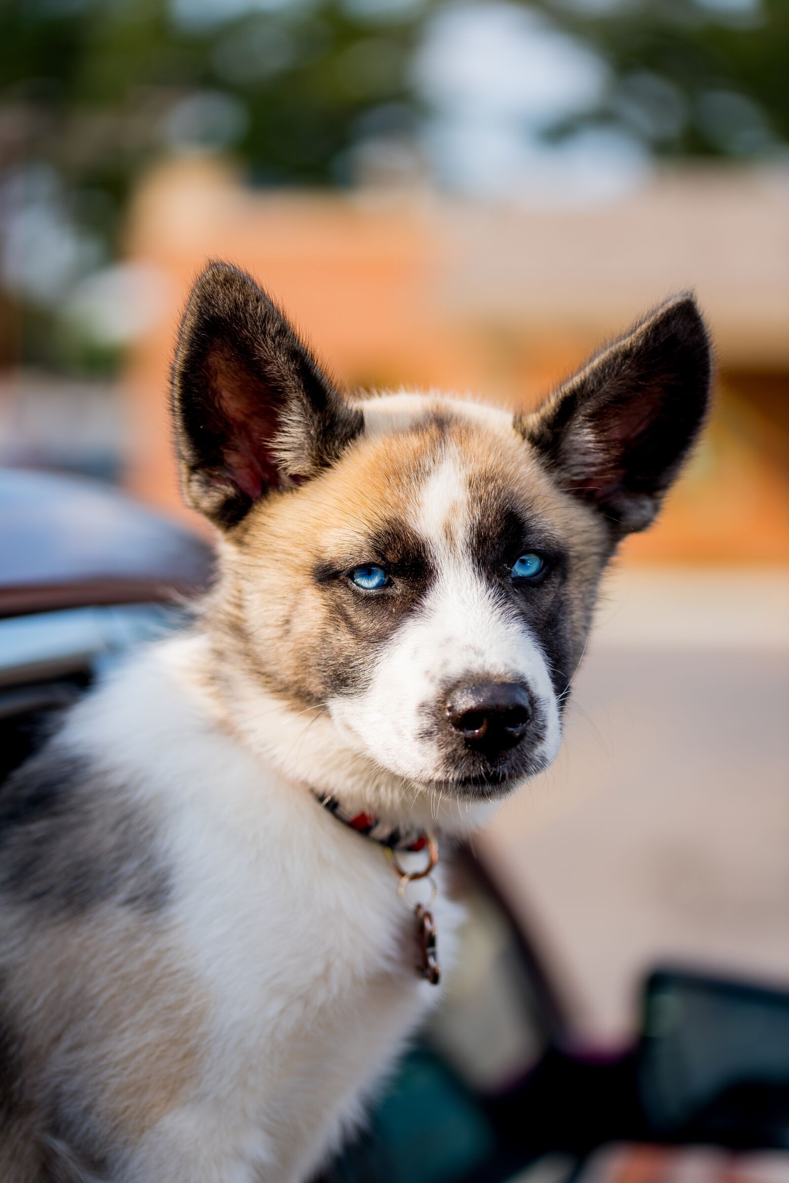 Nikon D810 sample photo. Dog, pet, eyes photography