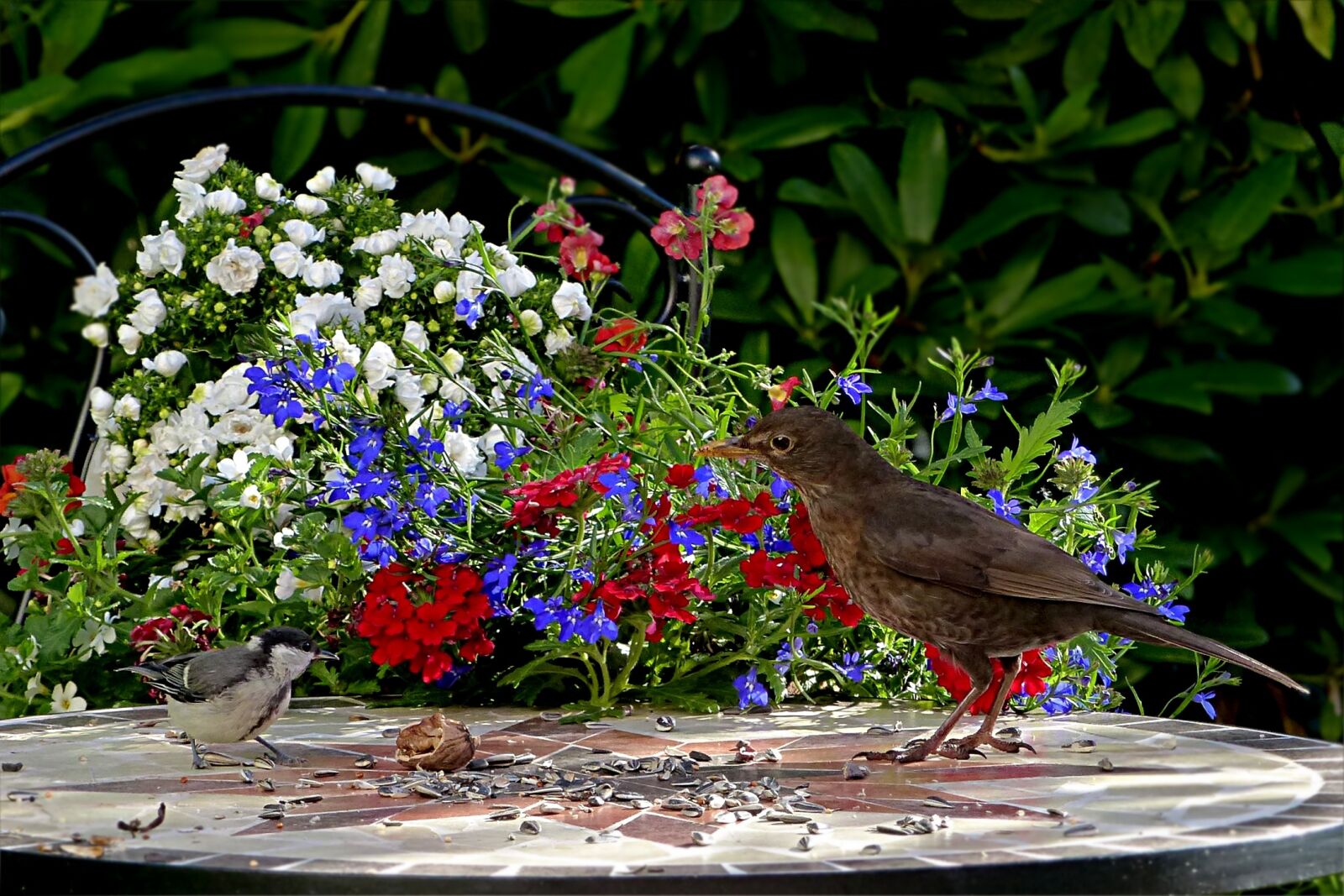 Panasonic Lumix DMC-FZ200 sample photo. Animal, bird, blackbird photography