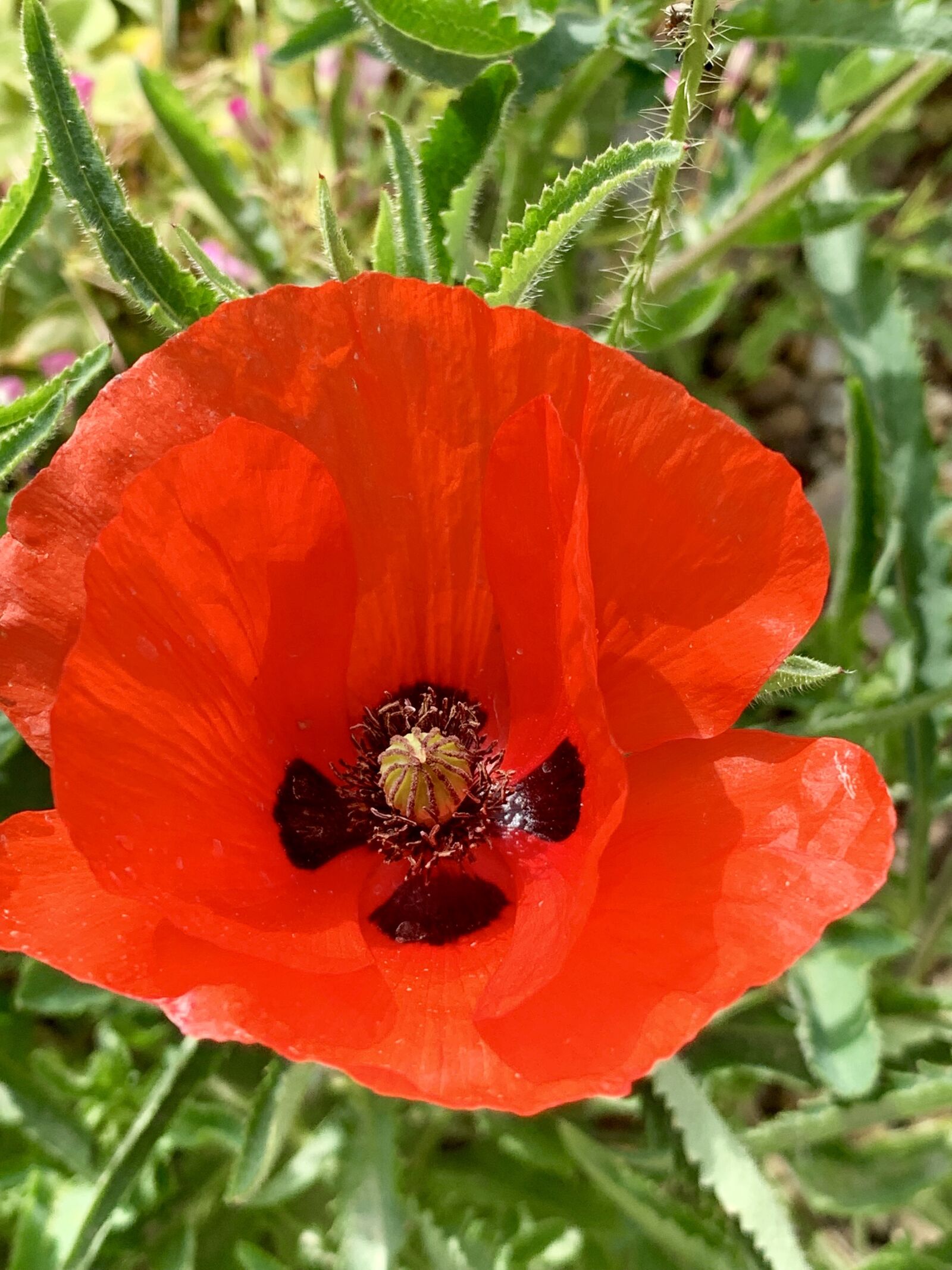 Apple iPhone XS Max sample photo. Poppy, red, flower photography