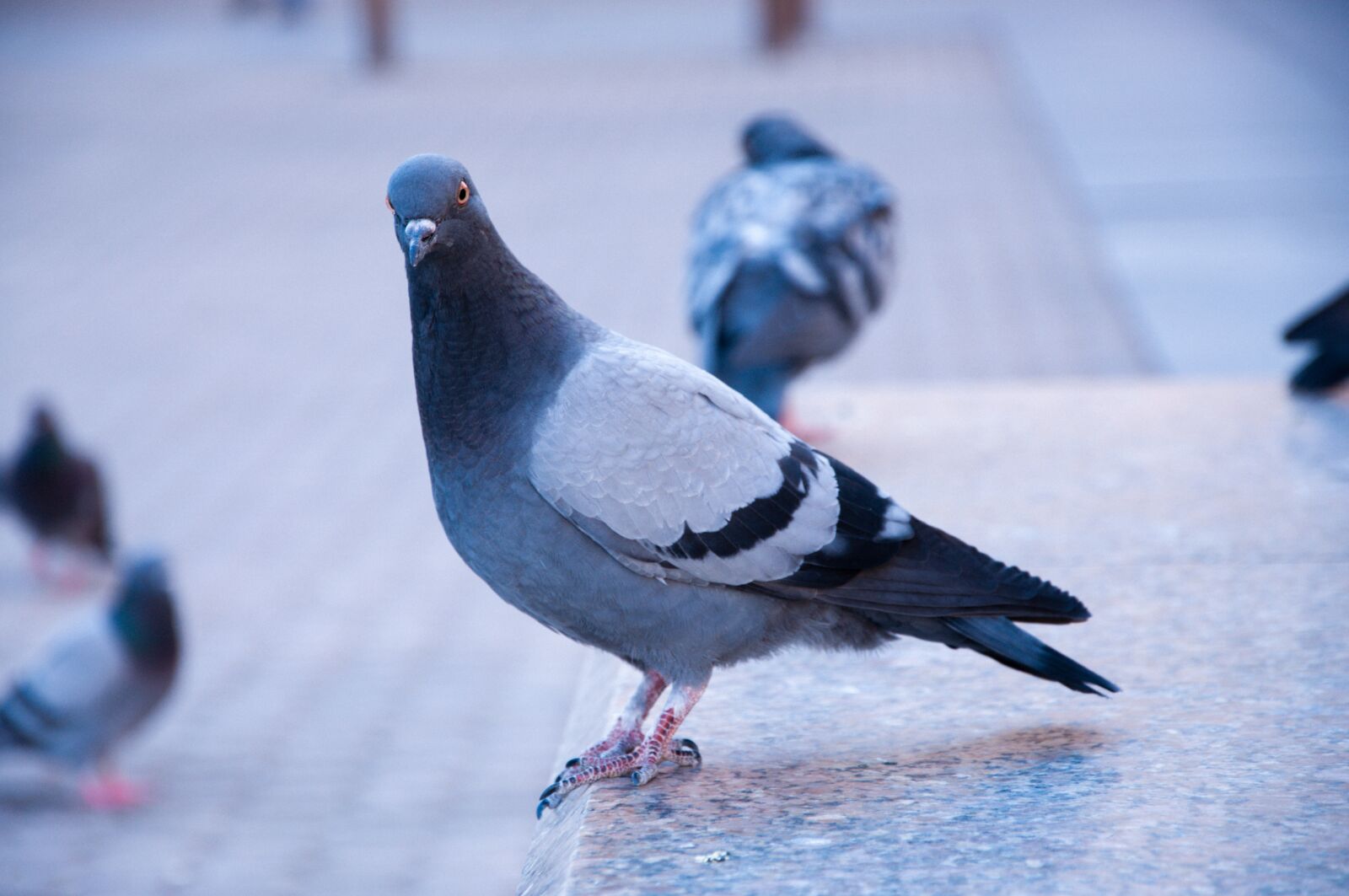 Nikon D90 sample photo. Pigeon, city, bird photography