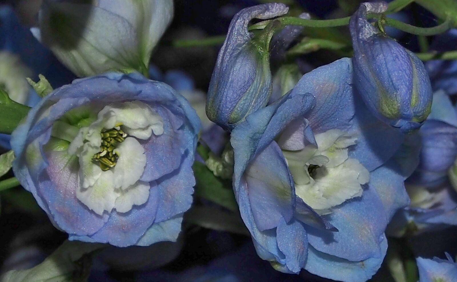 Olympus OM-D E-M5 sample photo. Flower, larkspur, blue photography