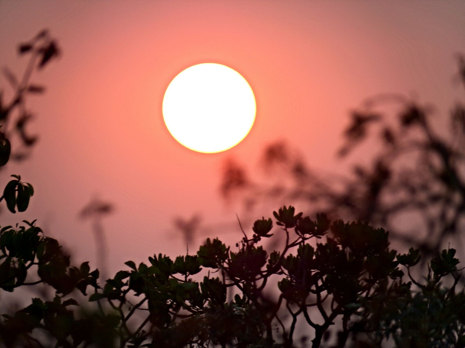 Kodak PIXPRO AZ501 sample photo. Nature, eventide, red photography