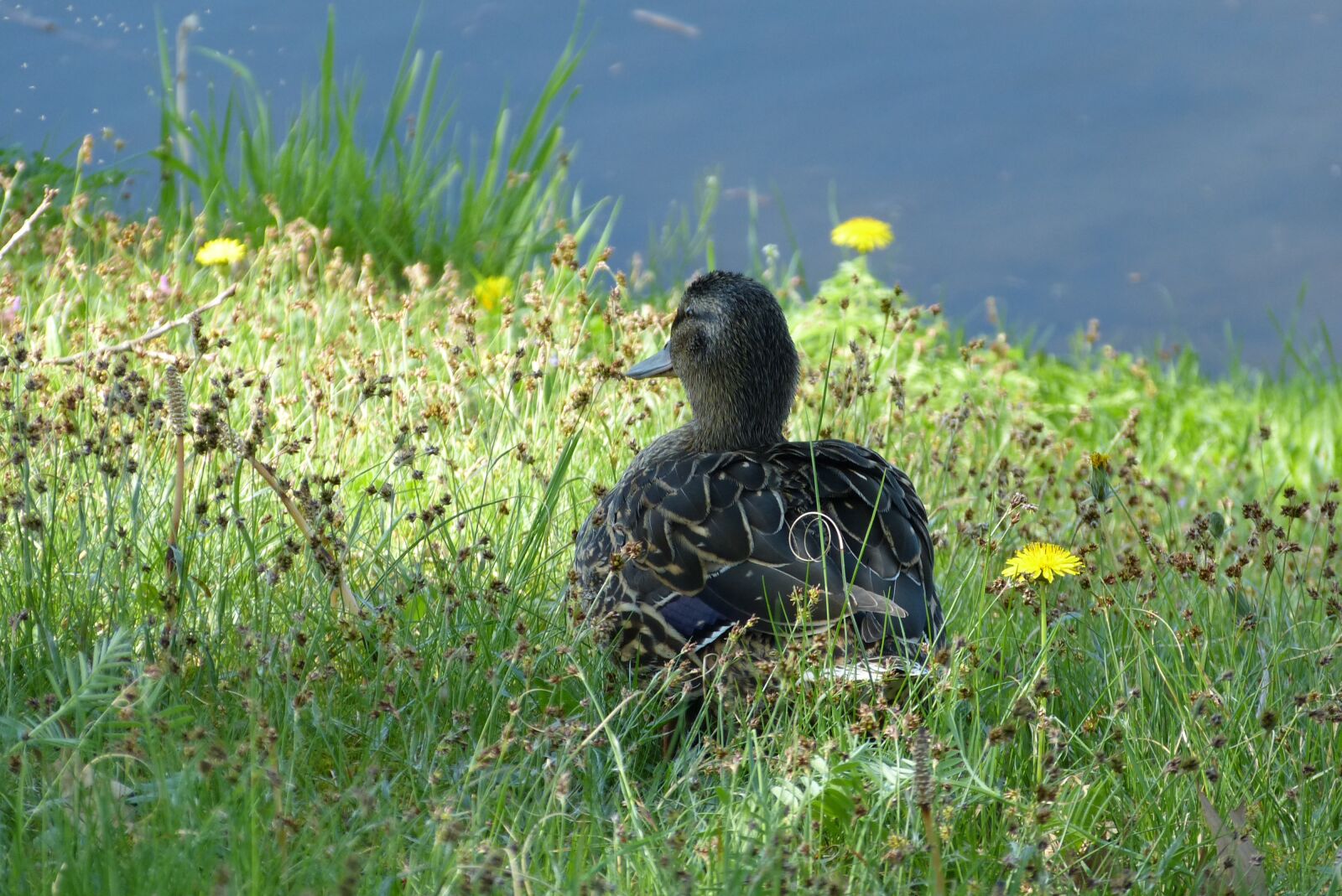 Panasonic Lumix DMC-FZ150 sample photo. Channel, water, duck photography