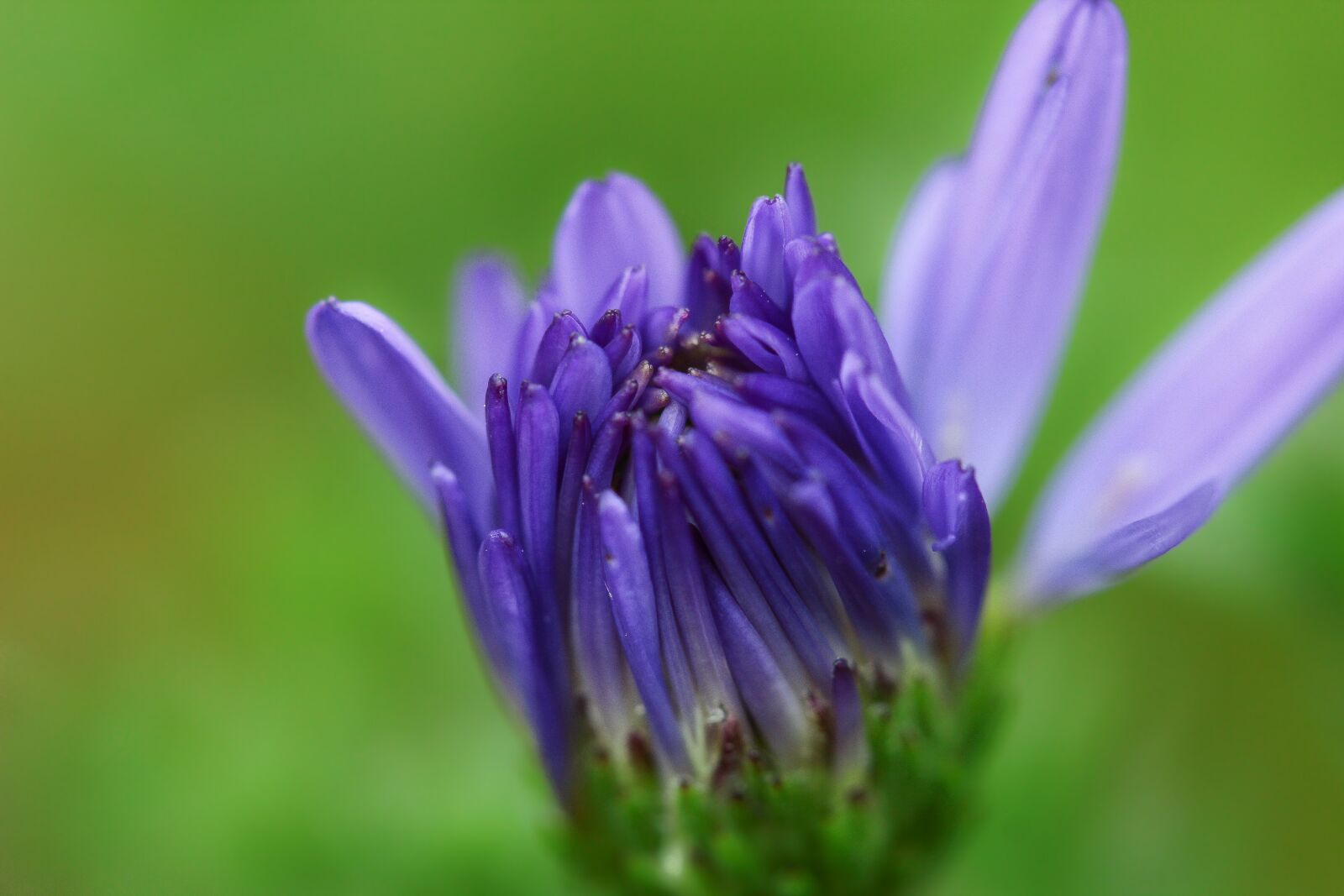 Canon EF-S 60mm F2.8 Macro USM sample photo. Plant, macro, flower photography