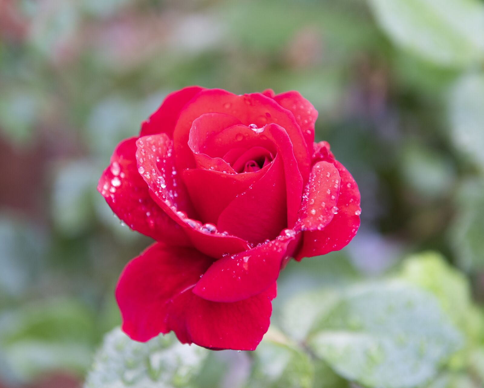Nikon D810 sample photo. Red, rose, flower photography