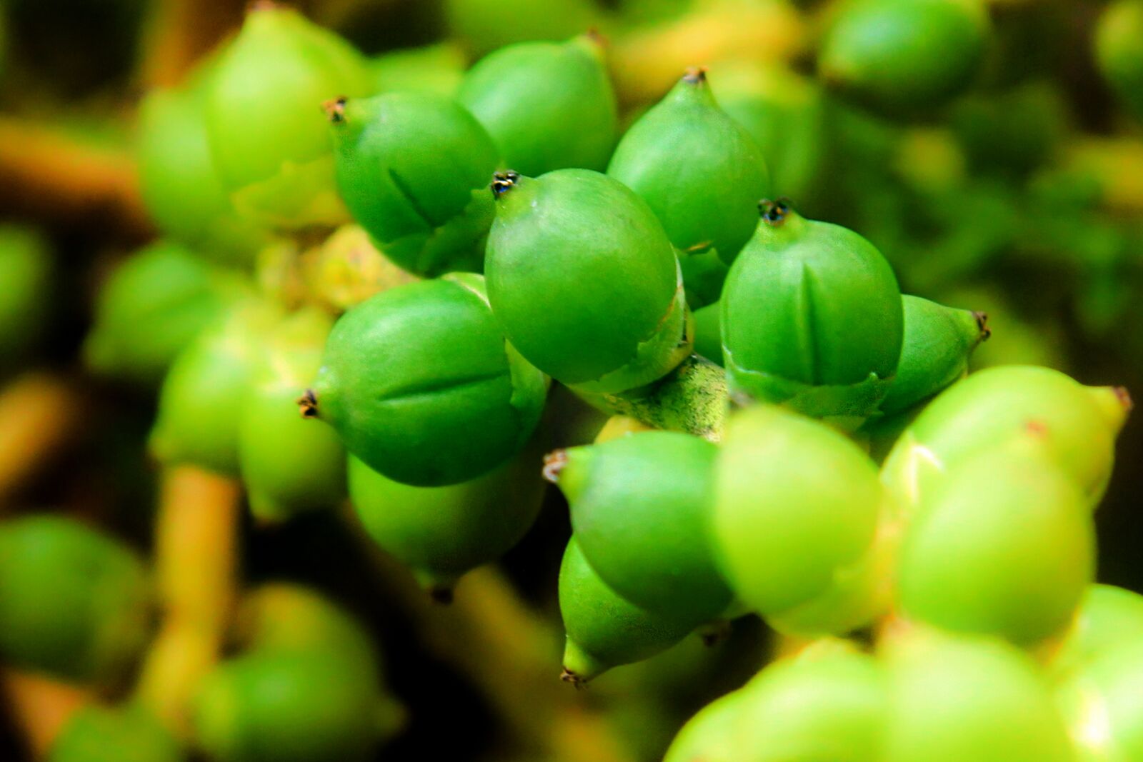 Canon EOS 50D sample photo. Fruit, green, palm photography