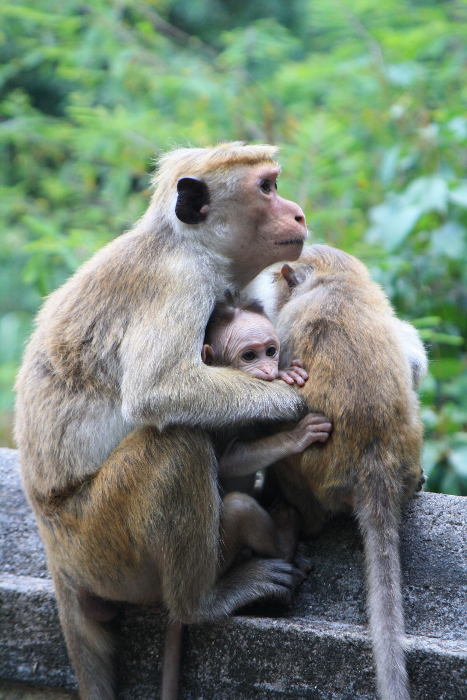 Canon EOS 1000D (EOS Digital Rebel XS / EOS Kiss F) sample photo. Monkey, sri lanka, sri photography