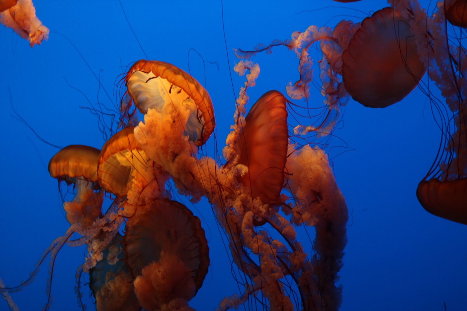 Canon EF 75-300mm f/4-5.6 USM sample photo. Aquarium, jellyfish, underwater photography