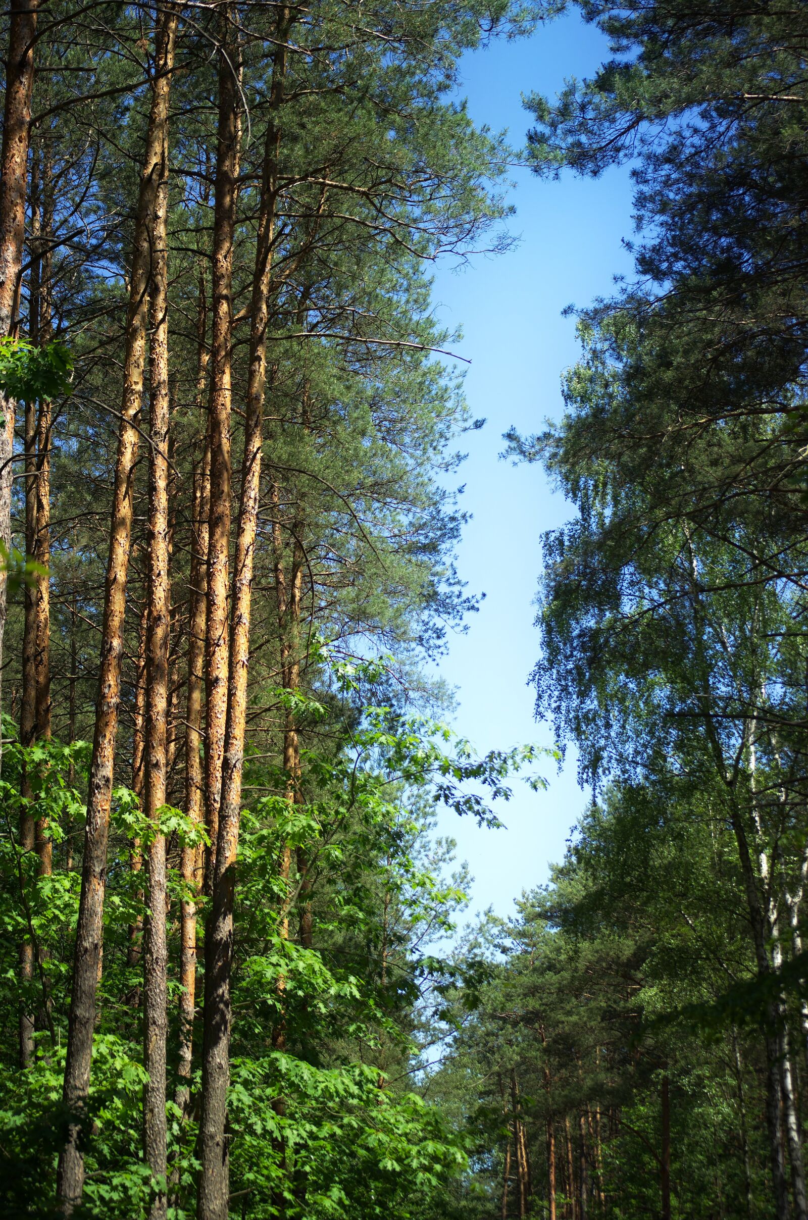 Nikon D5100 sample photo. Trees, top, forest photography