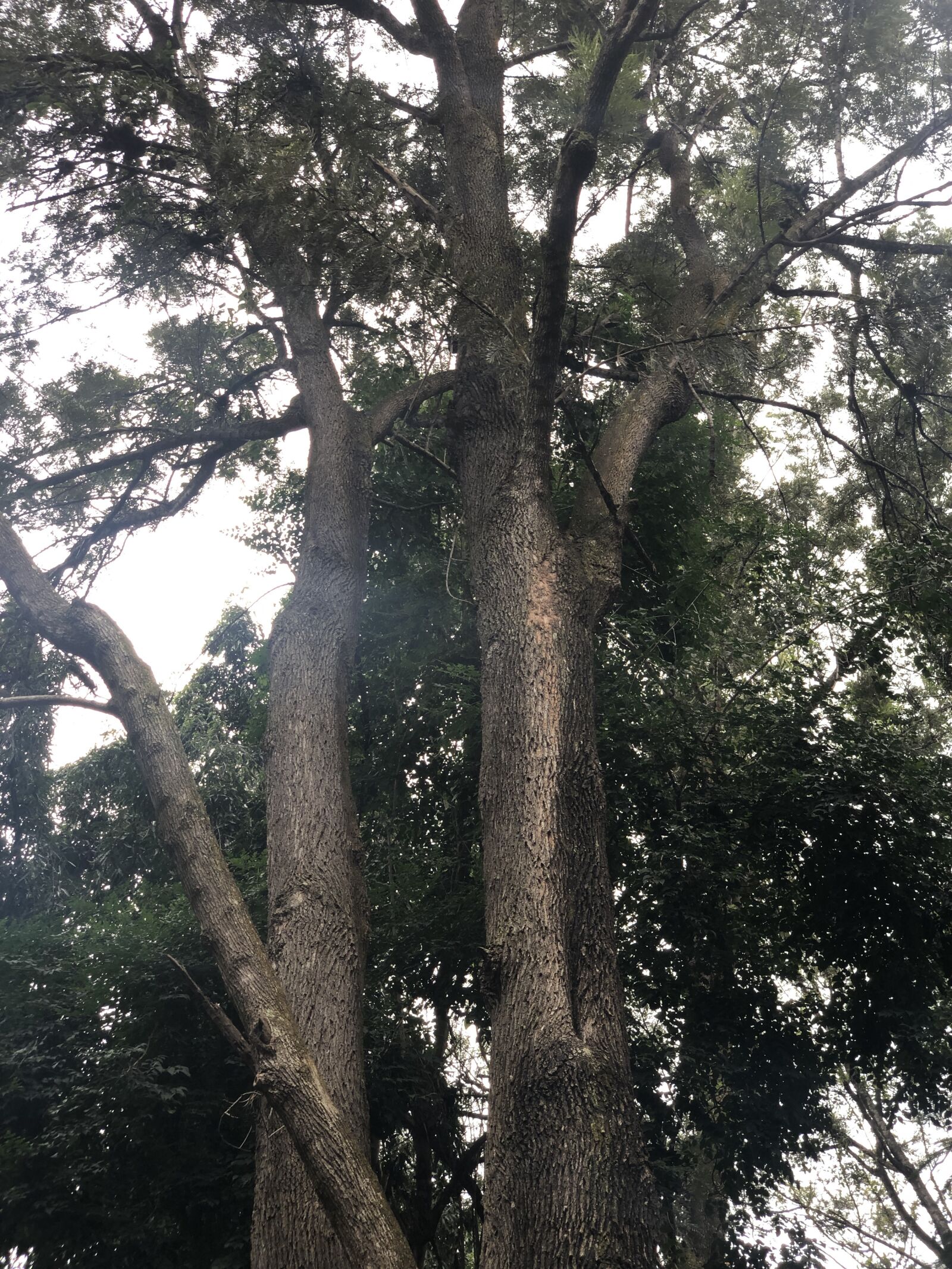 Apple iPhone X sample photo. Tree, park, nature photography
