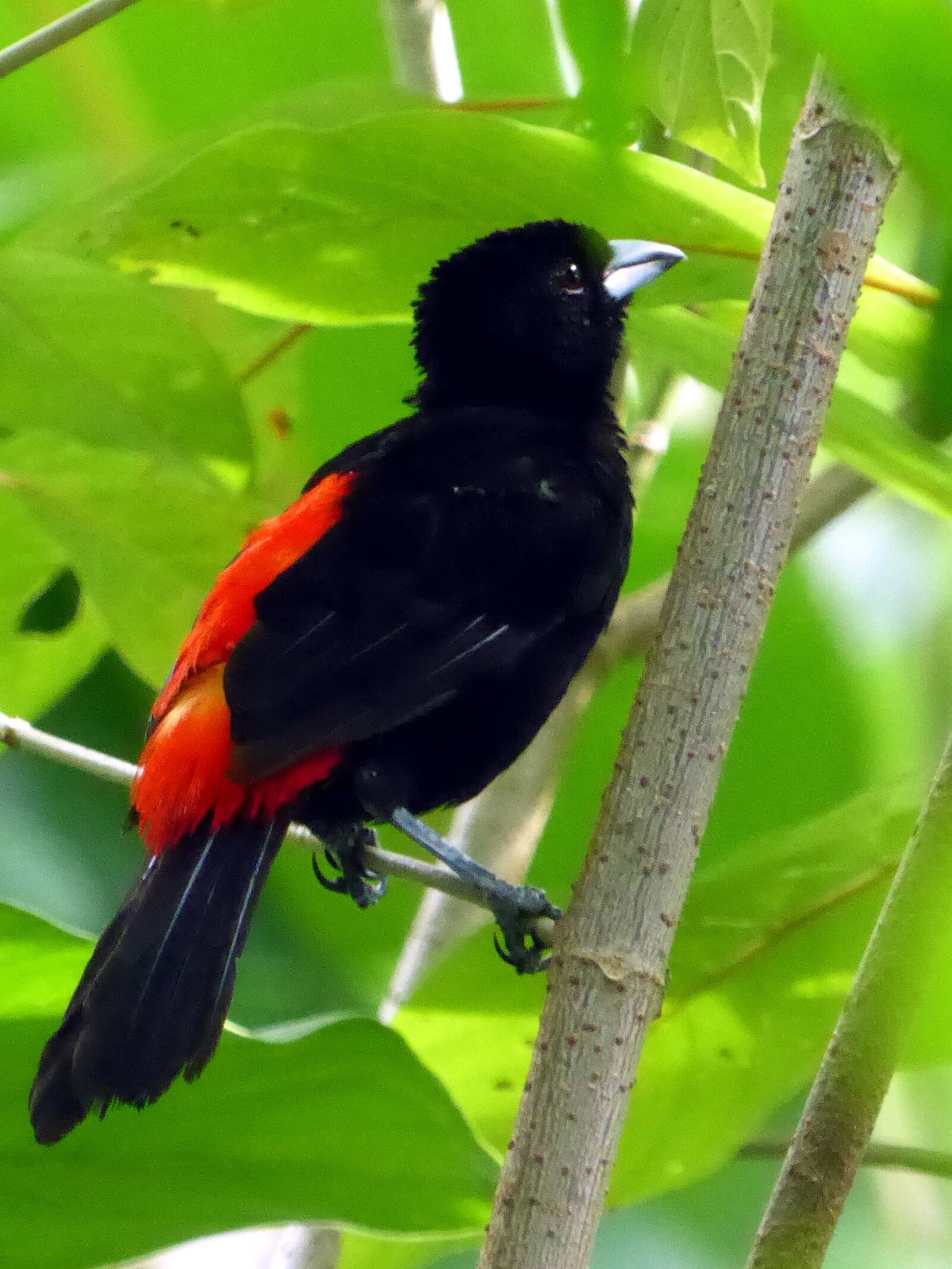 Panasonic Lumix DMC-ZS50 (Lumix DMC-TZ70) sample photo. Bird, red, black photography