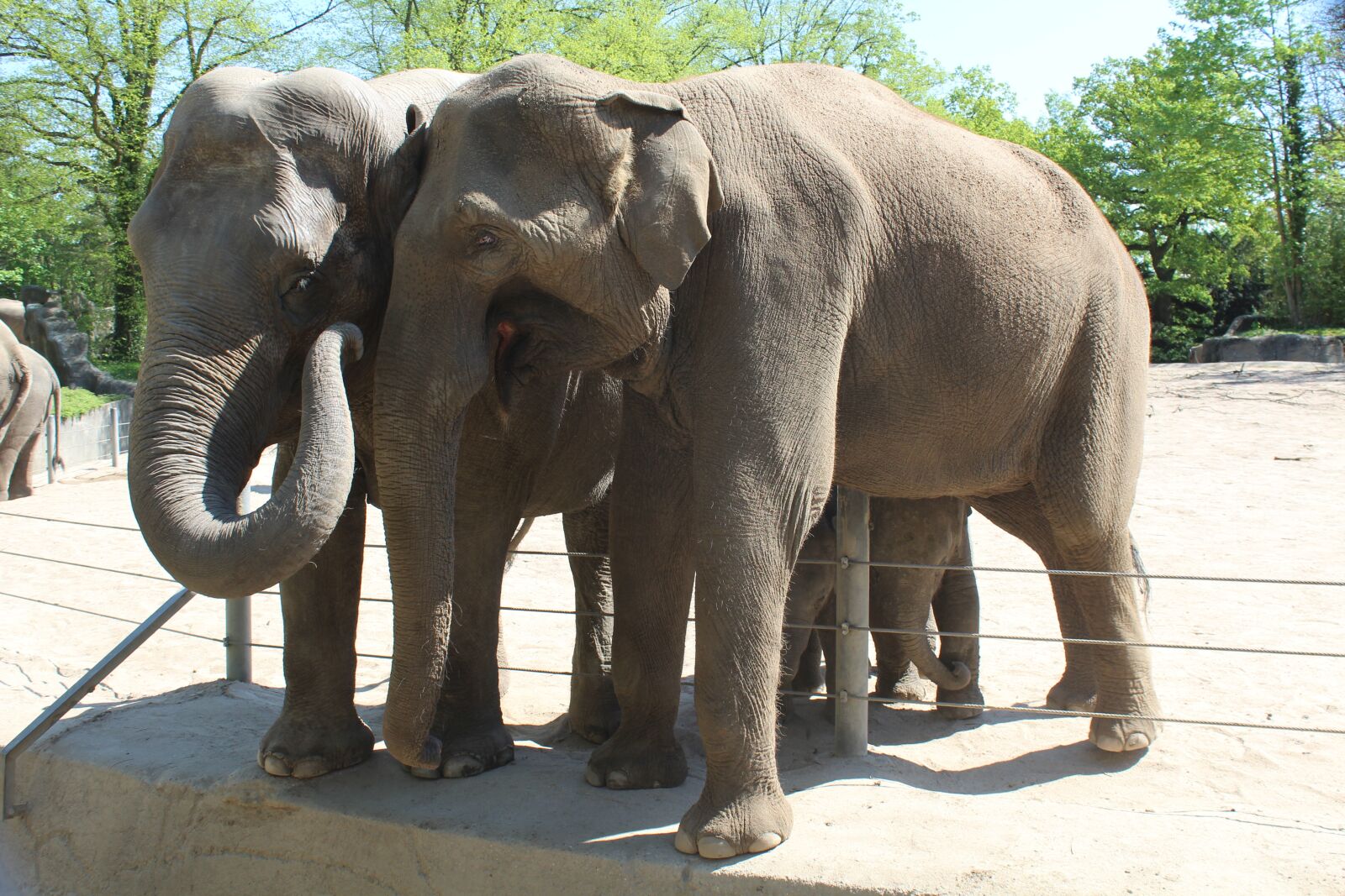 Canon EOS 1200D (EOS Rebel T5 / EOS Kiss X70 / EOS Hi) sample photo. Elephant, hamburg, hagenbeck photography