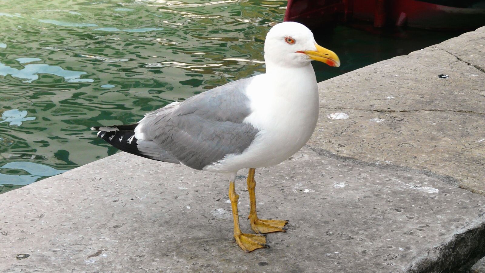 Panasonic DMC-FZ18 sample photo. Seagull, coast, water, birds photography