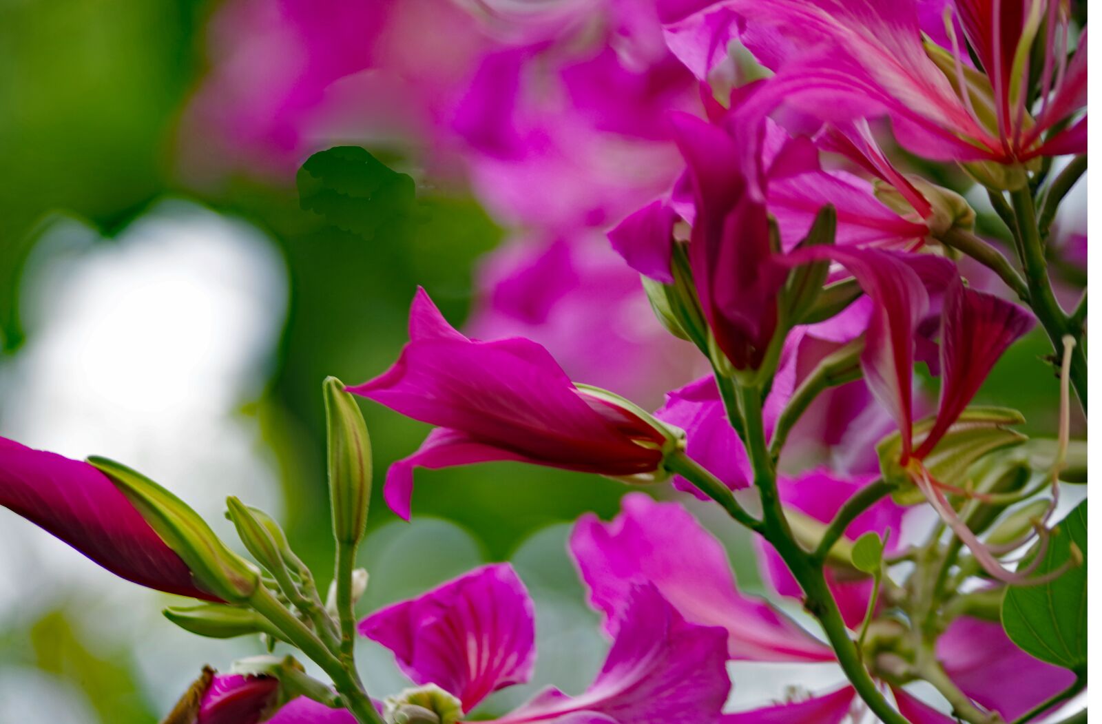 Pentax K-S2 sample photo. Azalea, flower, tree photography