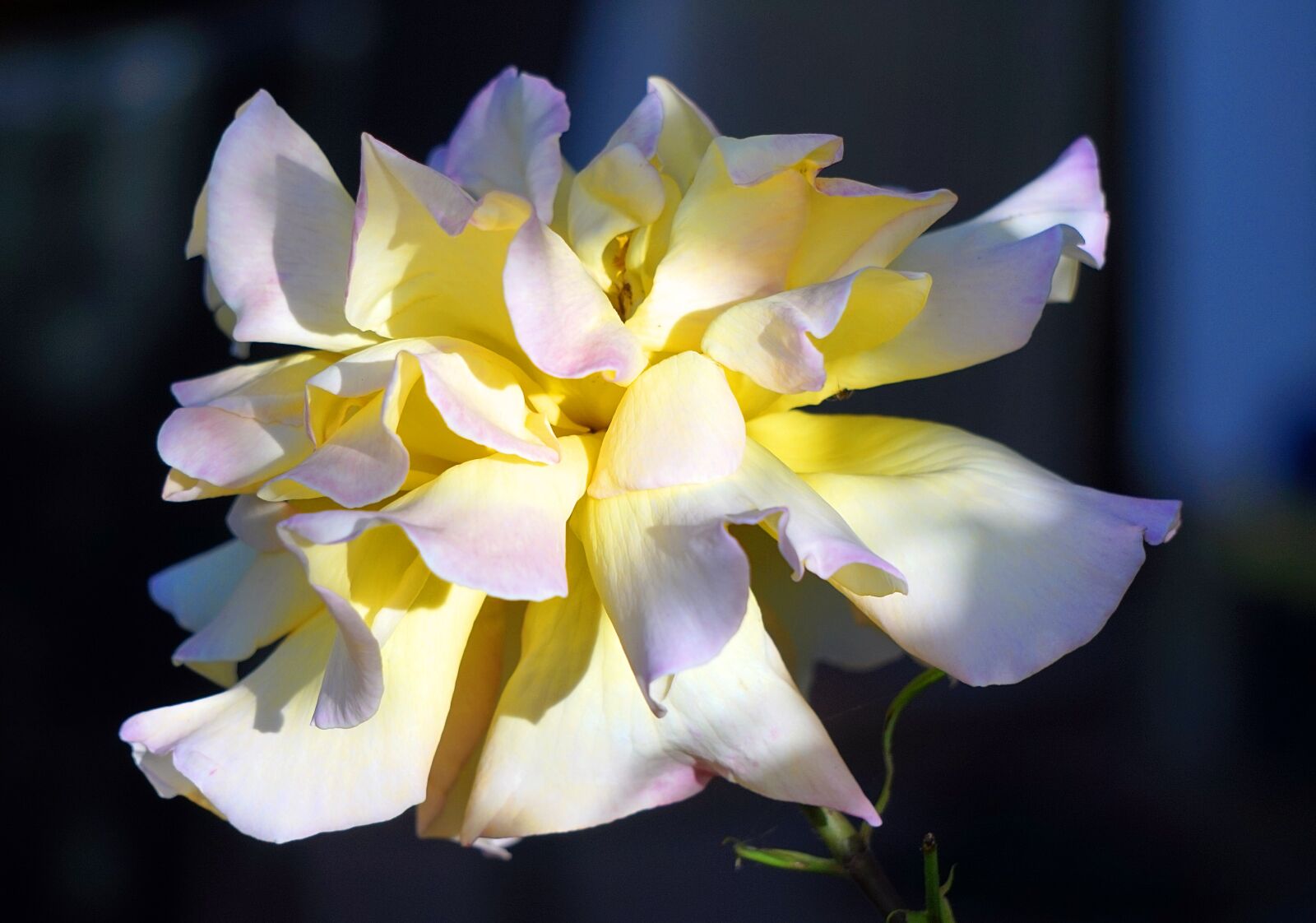 Sony Alpha a5000 (ILCE 5000) + Sony E 55-210mm F4.5-6.3 OSS sample photo. Rose, blossom, bloom photography