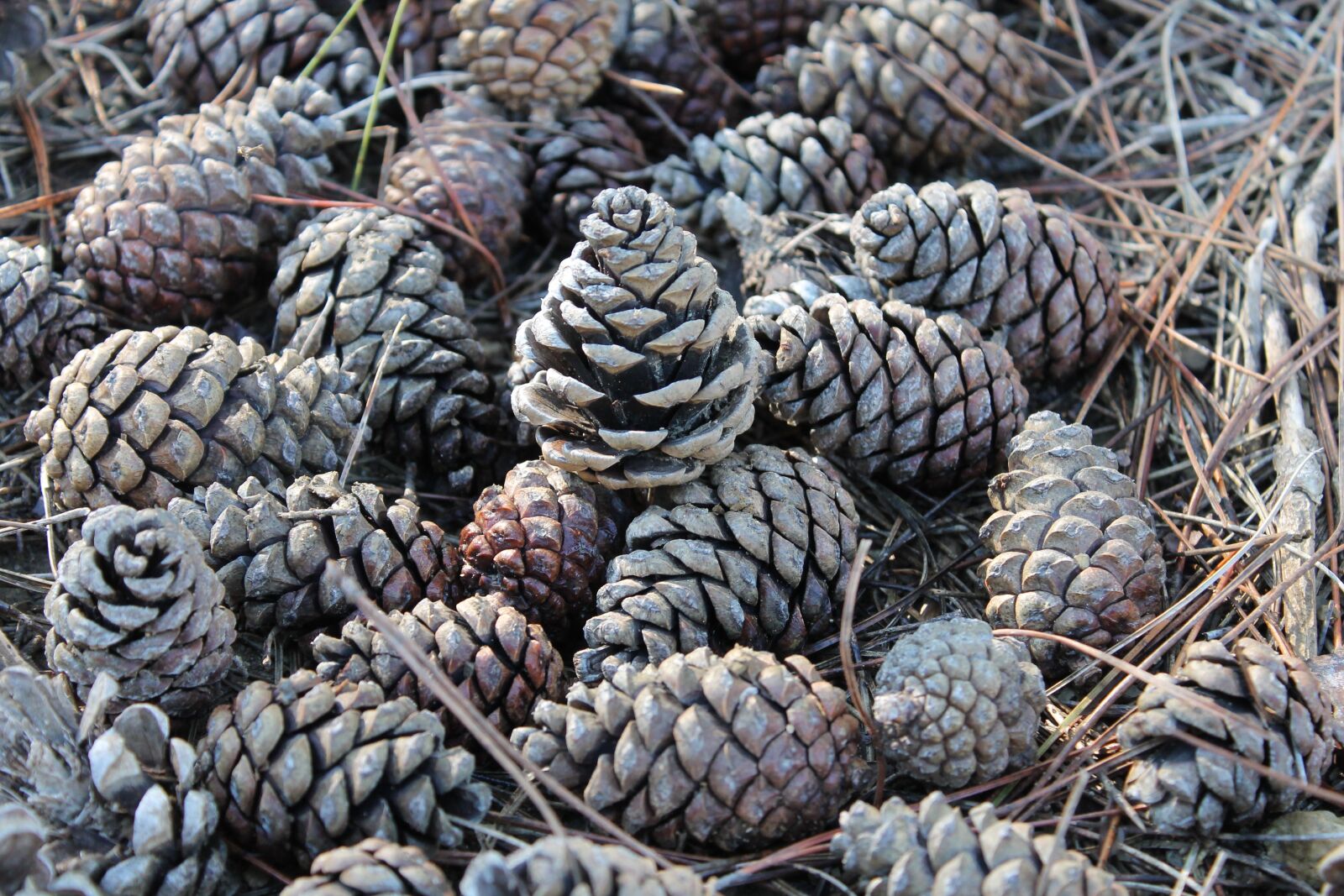 Canon EOS 1100D (EOS Rebel T3 / EOS Kiss X50) sample photo. Pineapples, detail, pine photography