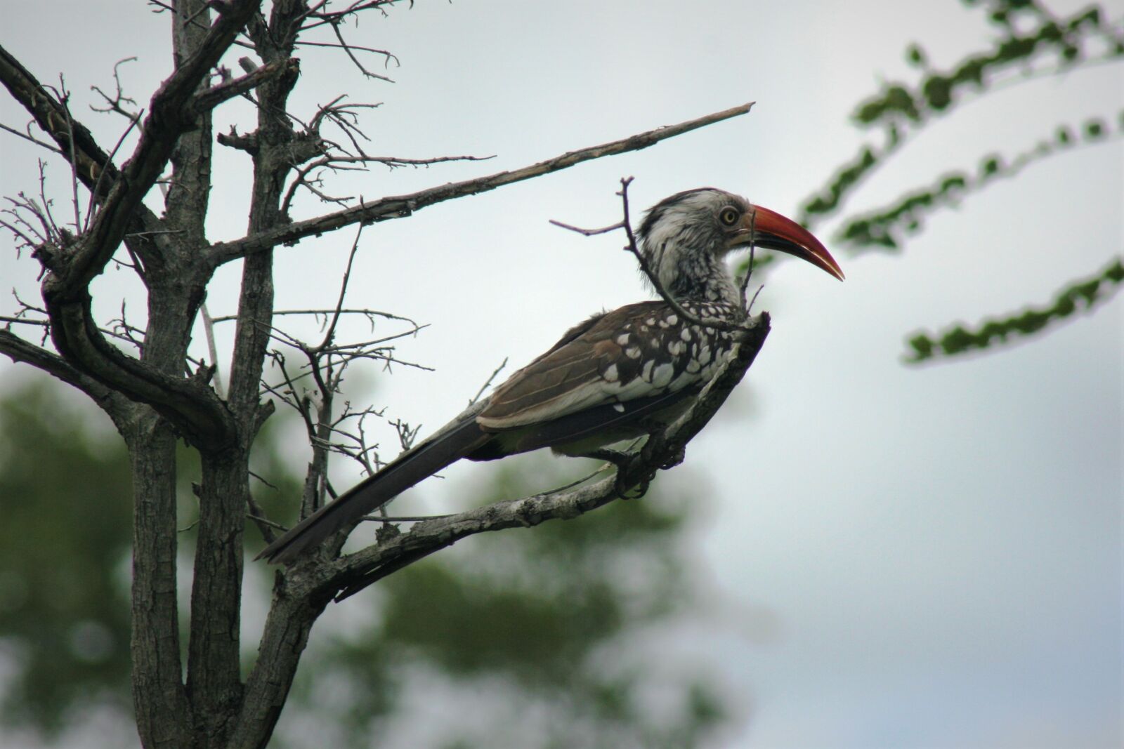 Canon EOS 400D (EOS Digital Rebel XTi / EOS Kiss Digital X) sample photo. Red billed hornbill, red photography