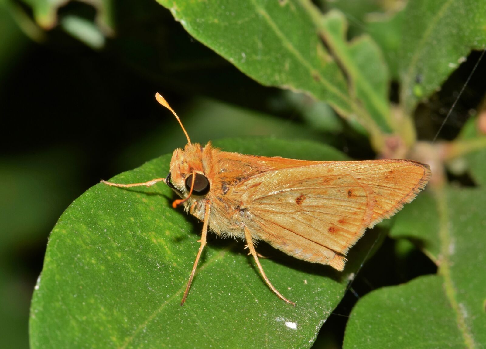Nikon D5300 sample photo. Butterfly, fiery skipper, wings photography
