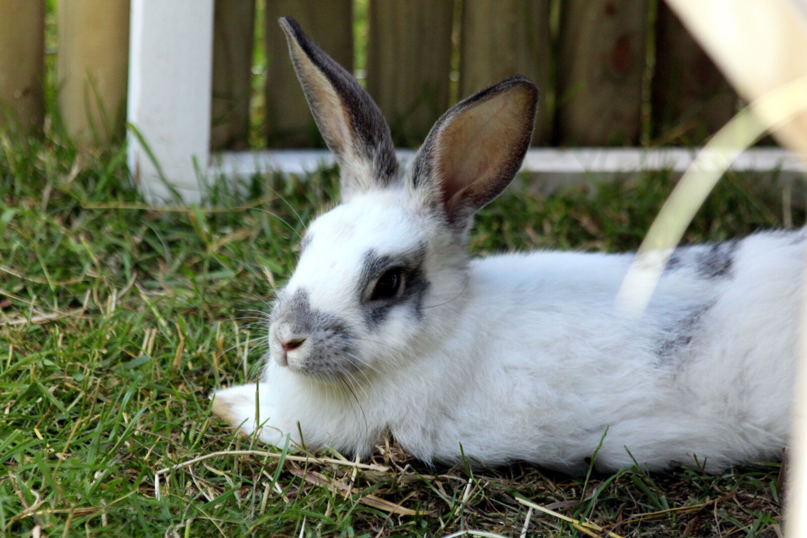 Canon EOS 650D (EOS Rebel T4i / EOS Kiss X6i) sample photo. Rabbit, a pet rabbit photography