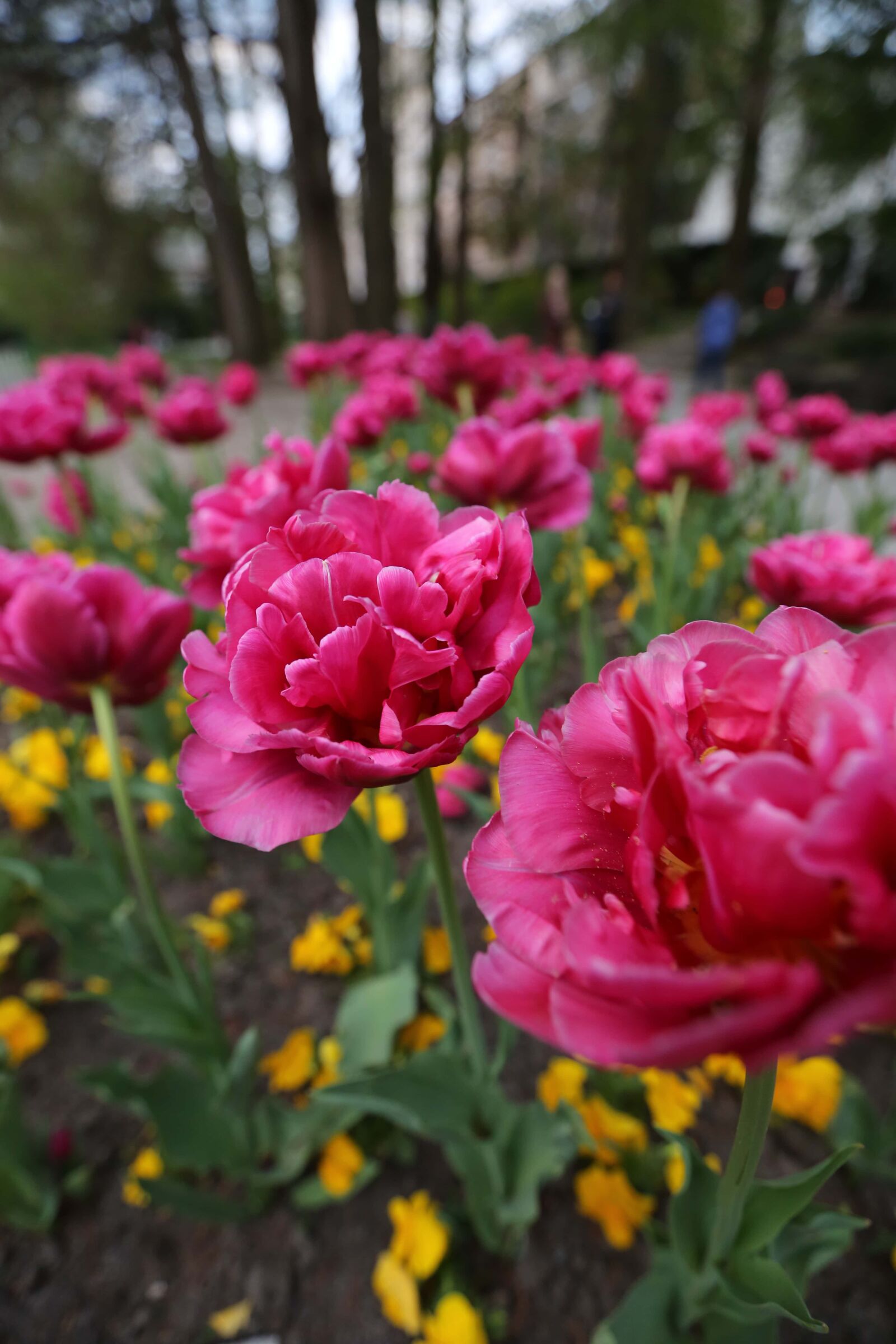 Canon EF 16-35mm F2.8L II USM sample photo. Tulips, garden, pink, park photography