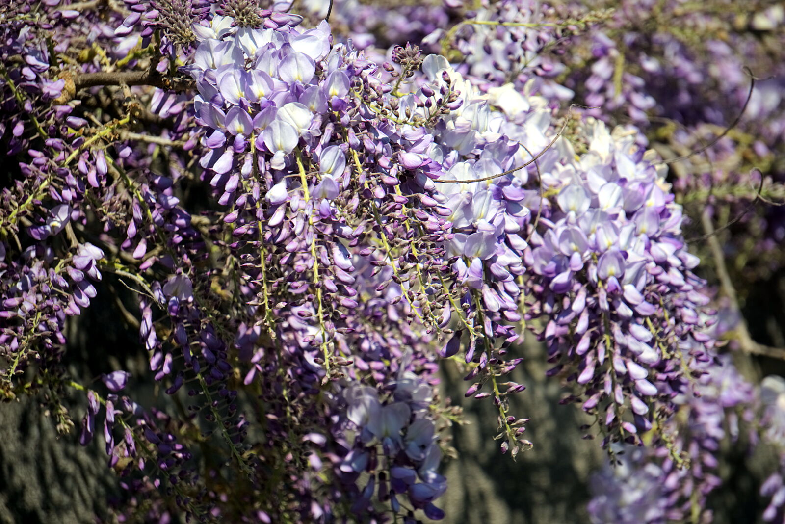 Sony a6000 sample photo. Bleues, fleurs, botanique, fleurs photography