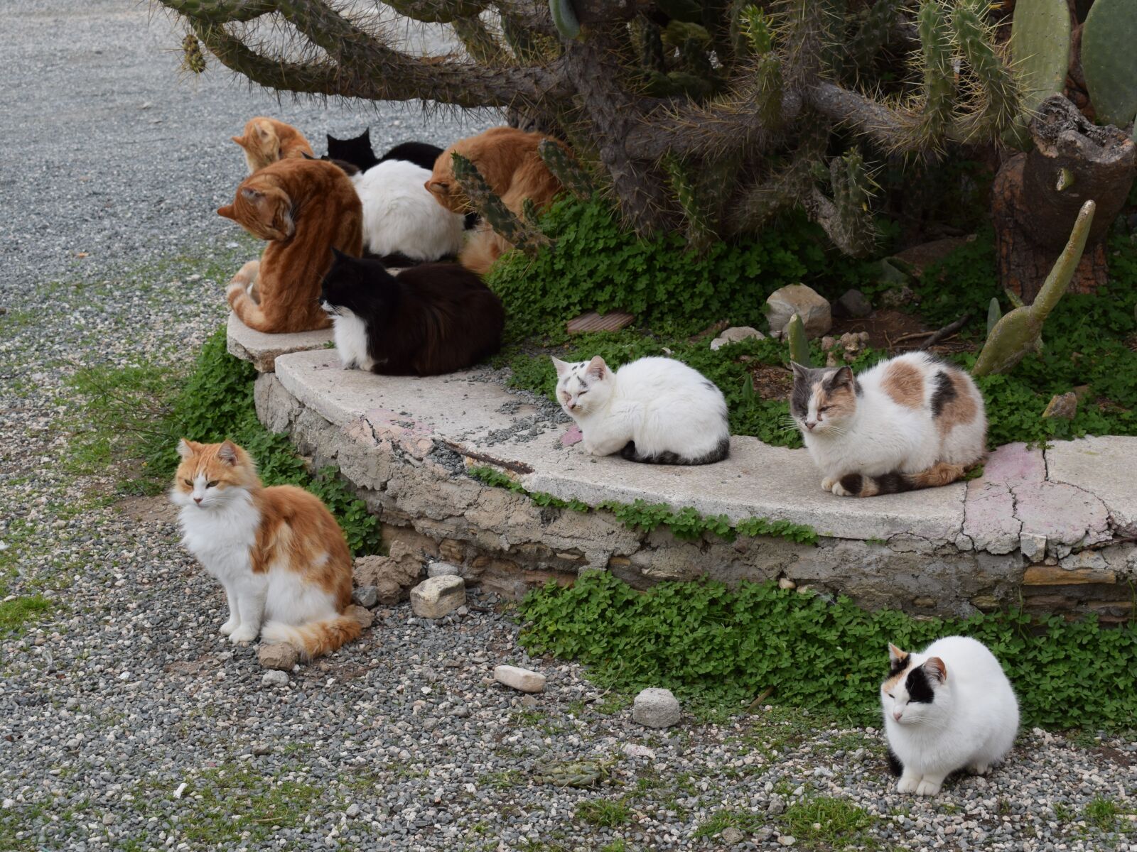 Nikon D3300 sample photo. Cats, feral, feline photography