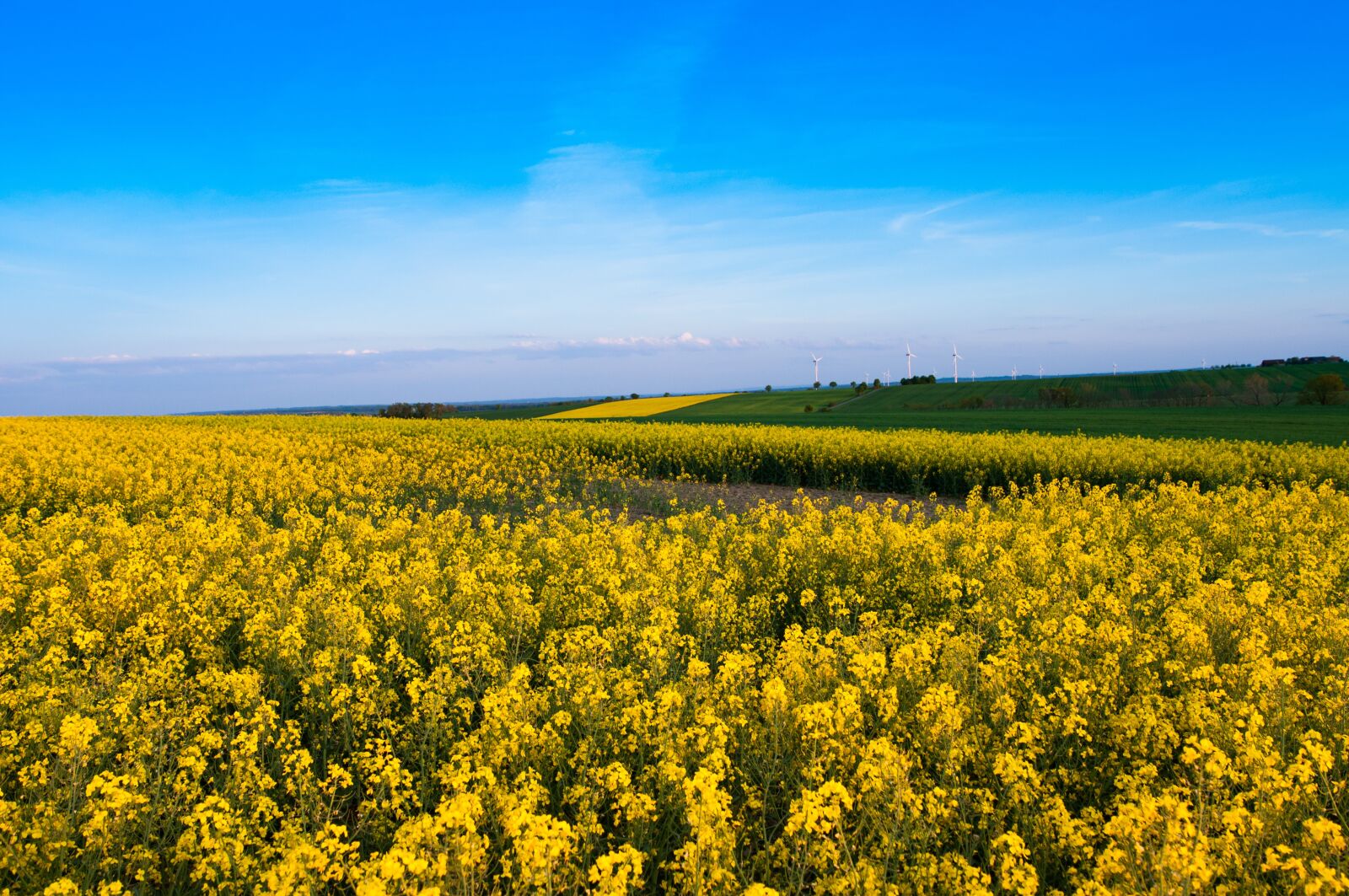 Nikon D90 sample photo. Oilseed rape, field of photography