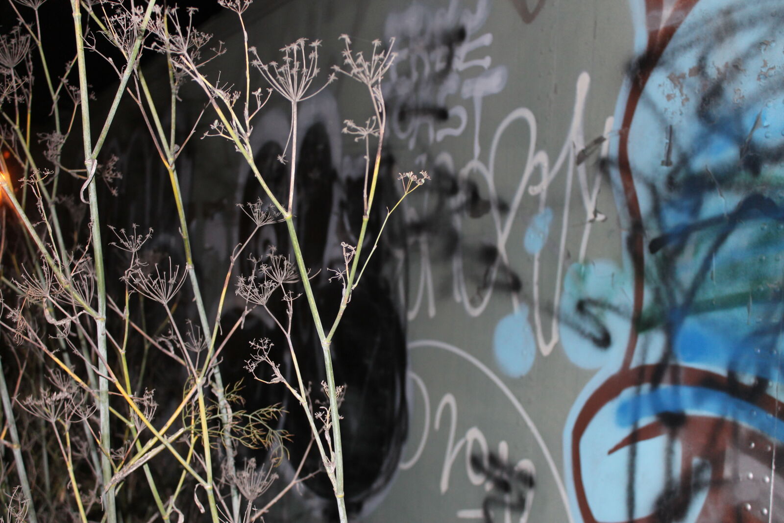Canon EOS 1100D (EOS Rebel T3 / EOS Kiss X50) sample photo. Graffiti, night photography
