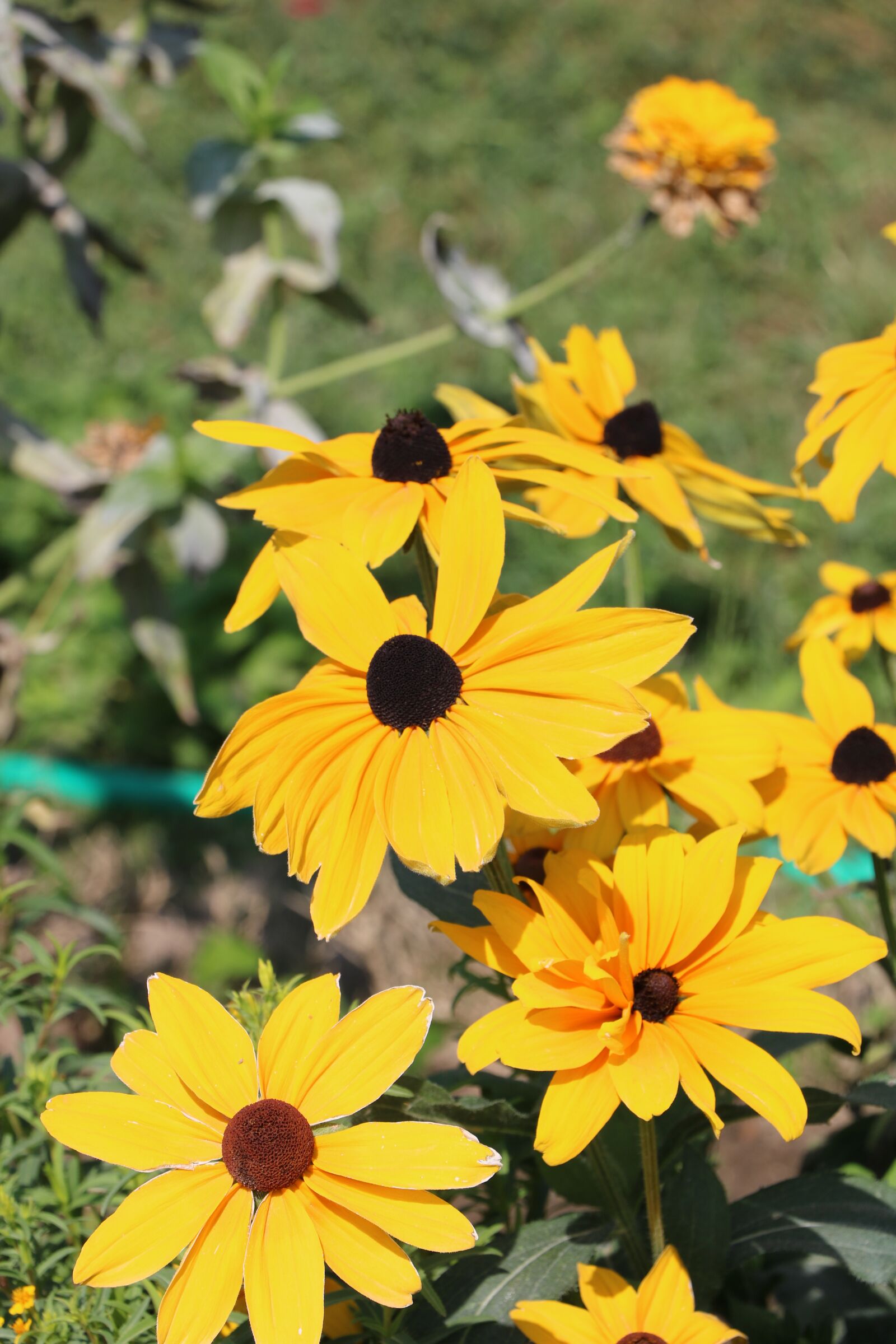 Canon EOS 760D (EOS Rebel T6s / EOS 8000D) sample photo. Plant, flower, nature photography