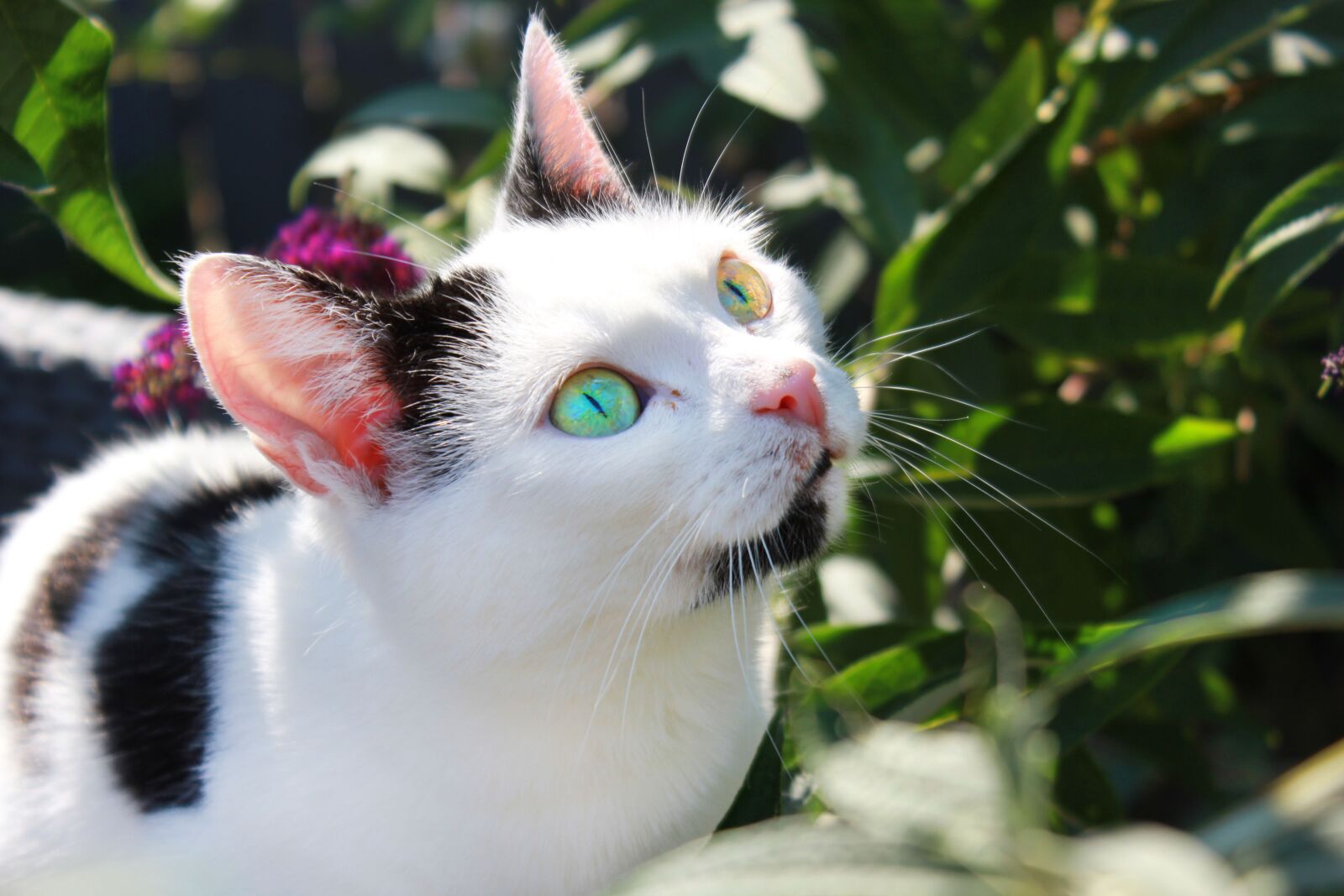 Canon EOS 550D (EOS Rebel T2i / EOS Kiss X4) sample photo. Cat, plant, eyes photography