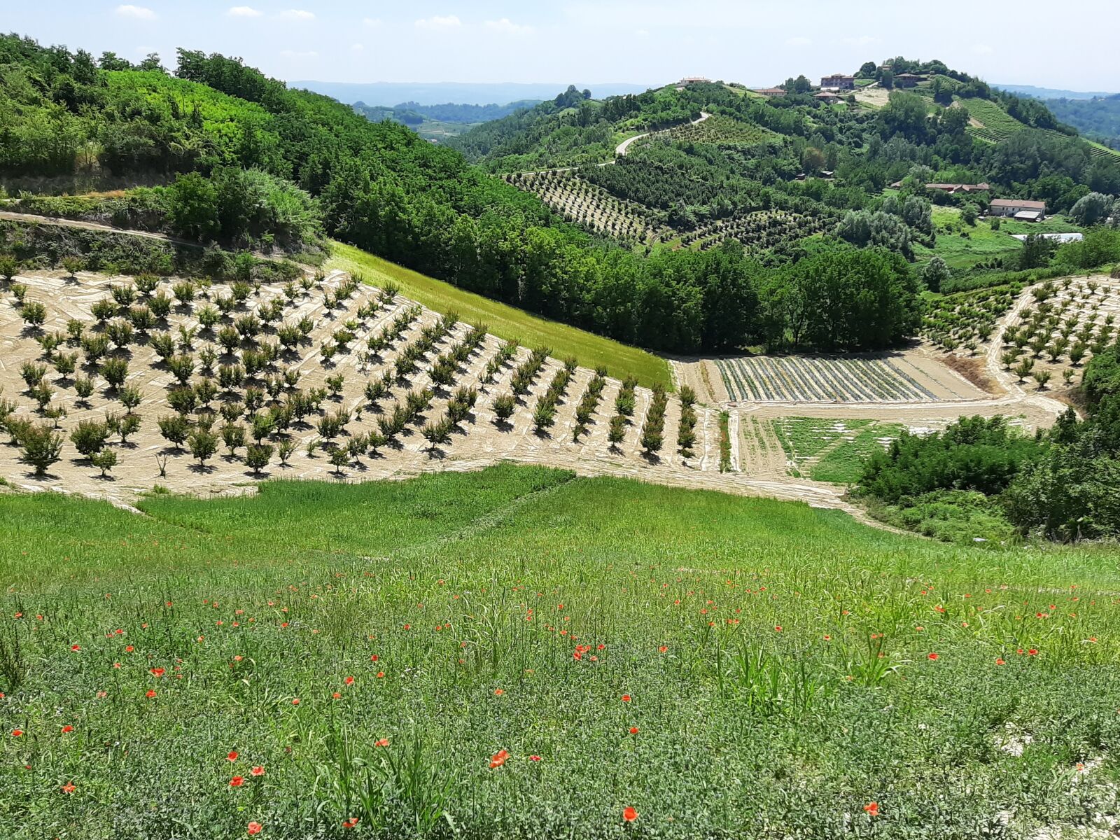 Samsung Galaxy A50 sample photo. Hills, langhe, roero photography