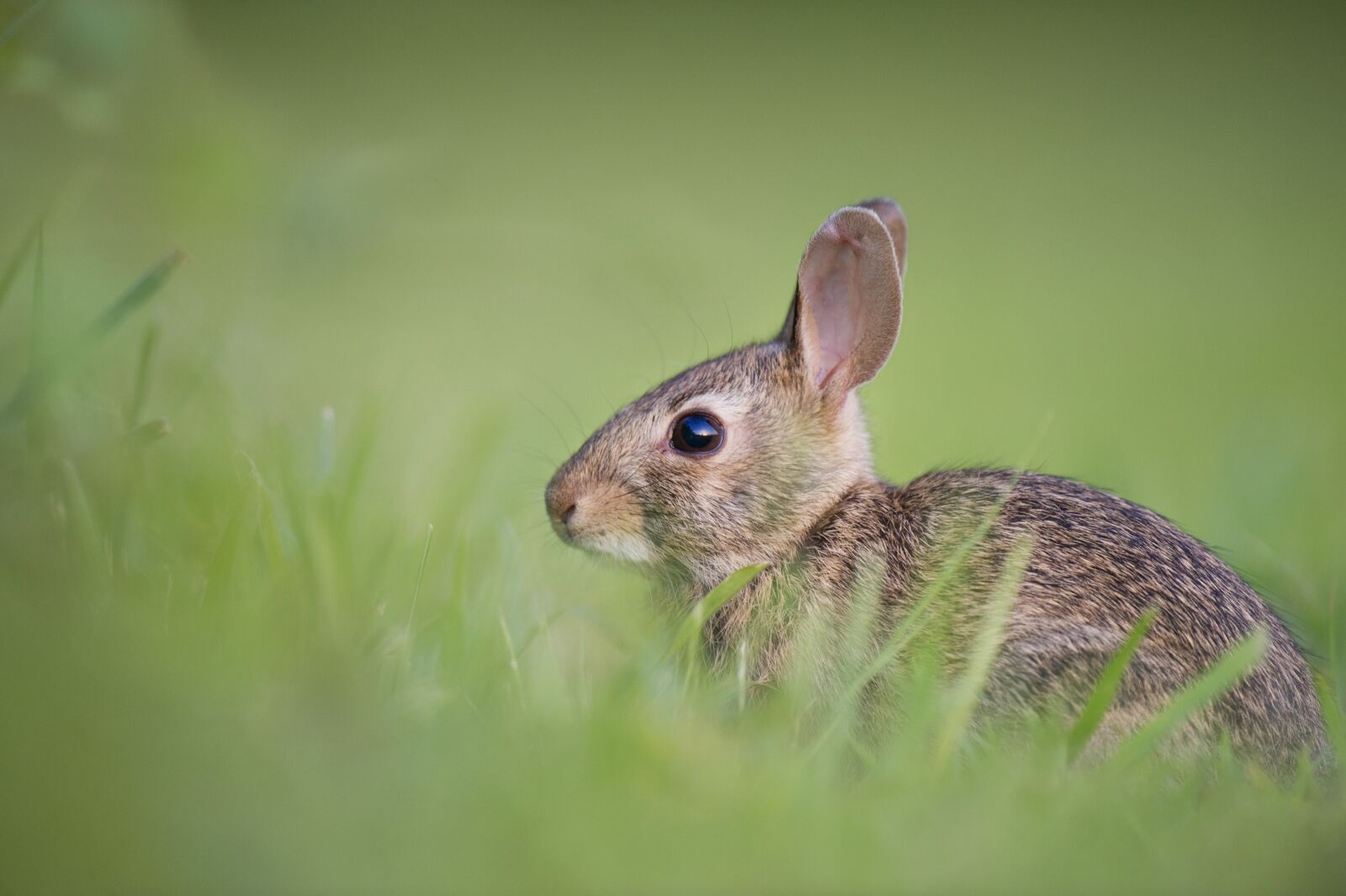 Nikon D3S sample photo. Adorable, rabbit, bunny photography