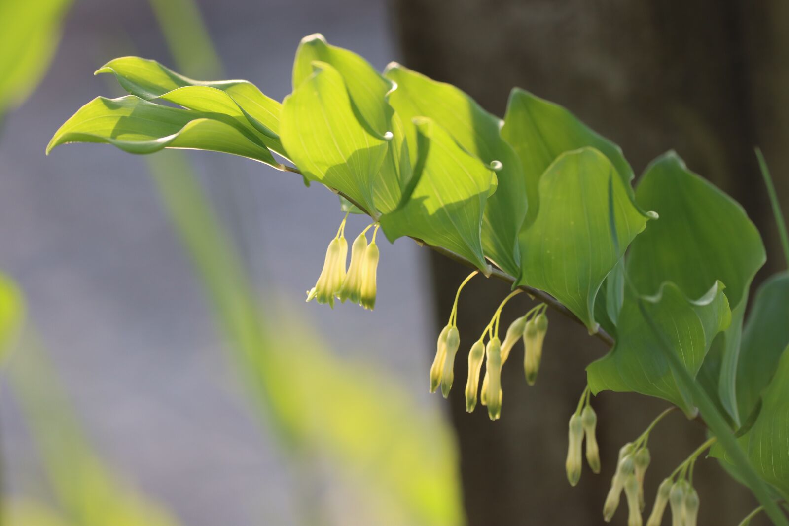 Canon EOS 90D sample photo. Real, solomon's seal, plant photography