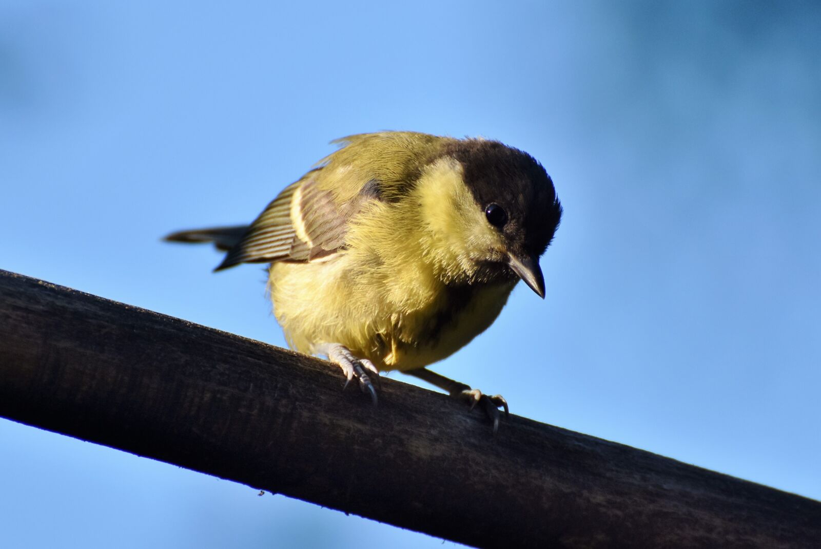 Nikon D7200 sample photo. Tit, songbird, small bird photography
