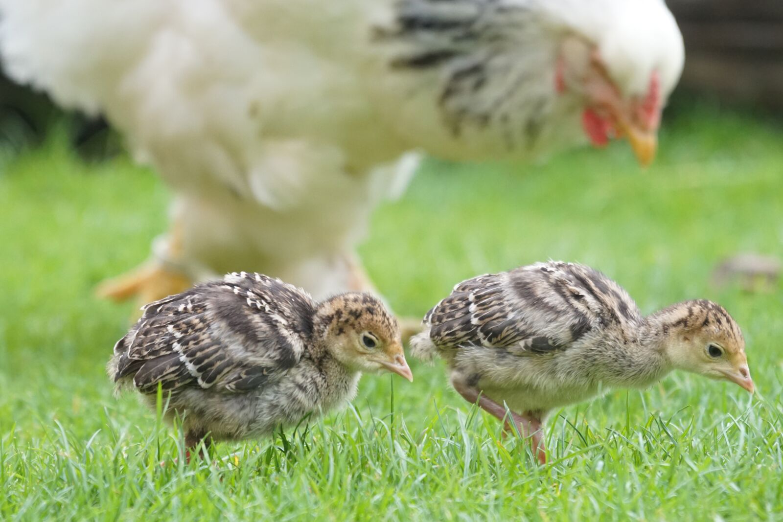 Sony ILCA-77M2 + Sony 70-400mm F4-5.6 G SSM sample photo. Chicks, wild turkey, nurse photography