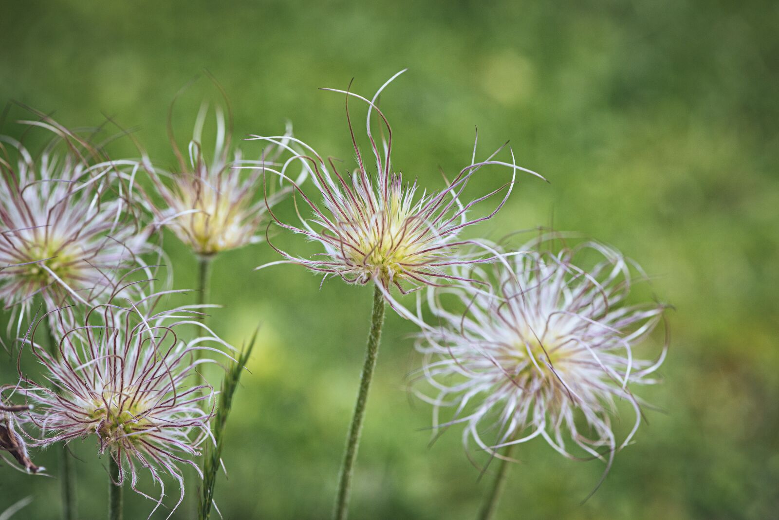 Nikon D750 sample photo. Anemone, faded, spring photography