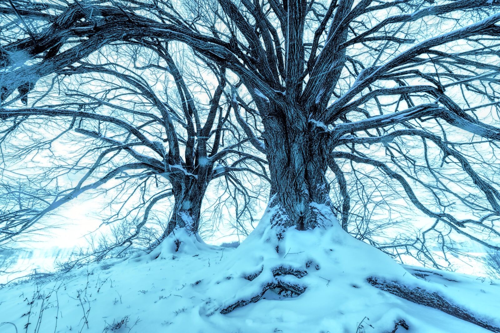 Canon EOS 5D sample photo. Tree, aesthetic, winter photography