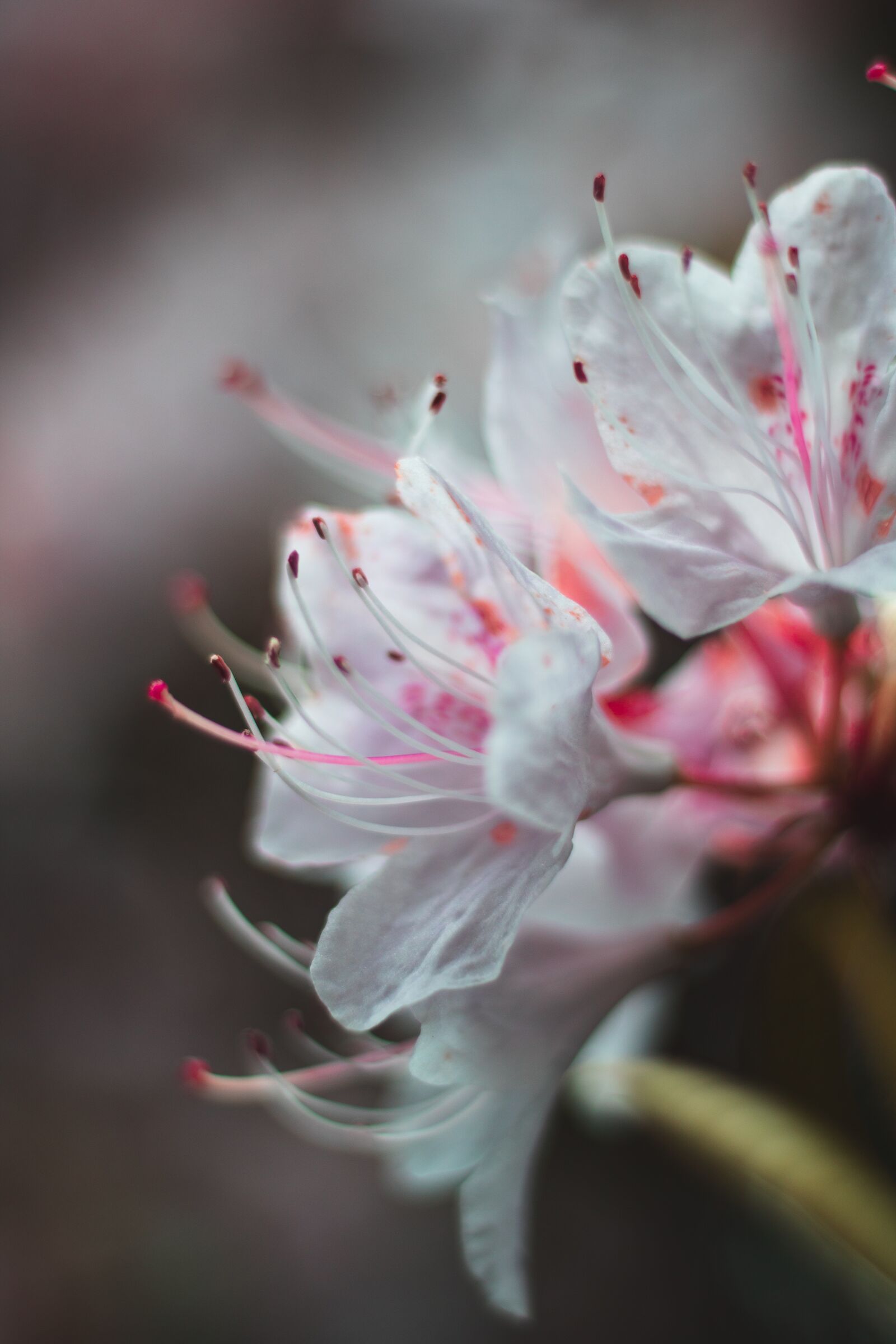 Canon EOS 750D (EOS Rebel T6i / EOS Kiss X8i) sample photo. Nature, blossom, plant photography