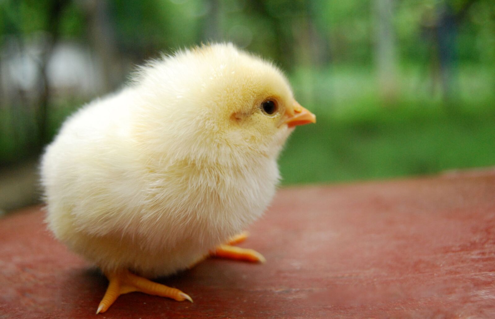 Nikon D60 sample photo. Chicken, chick, village photography