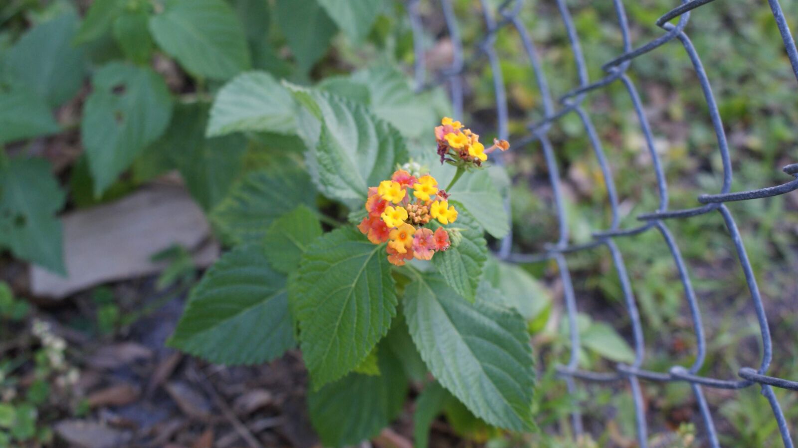 Sony Alpha DSLR-A300 sample photo. Lantana bandana, flower, yellow photography