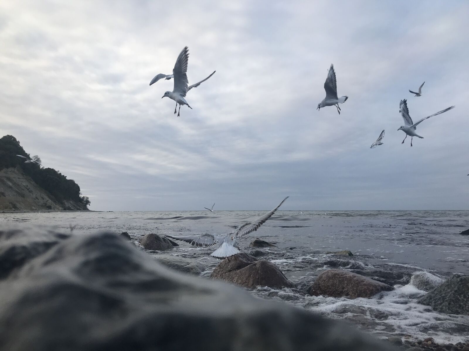 Apple iPhone 7 + iPhone 7 back camera 3.99mm f/1.8 sample photo. Sea, gull, bird photography