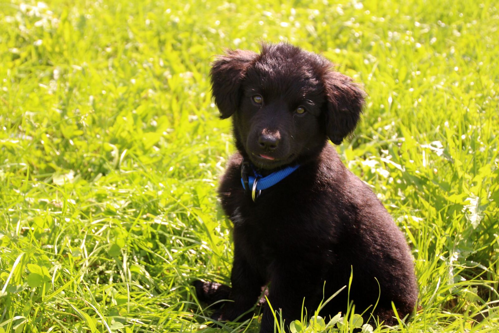 Canon EOS 700D (EOS Rebel T5i / EOS Kiss X7i) sample photo. Dog, puppy, pet photography