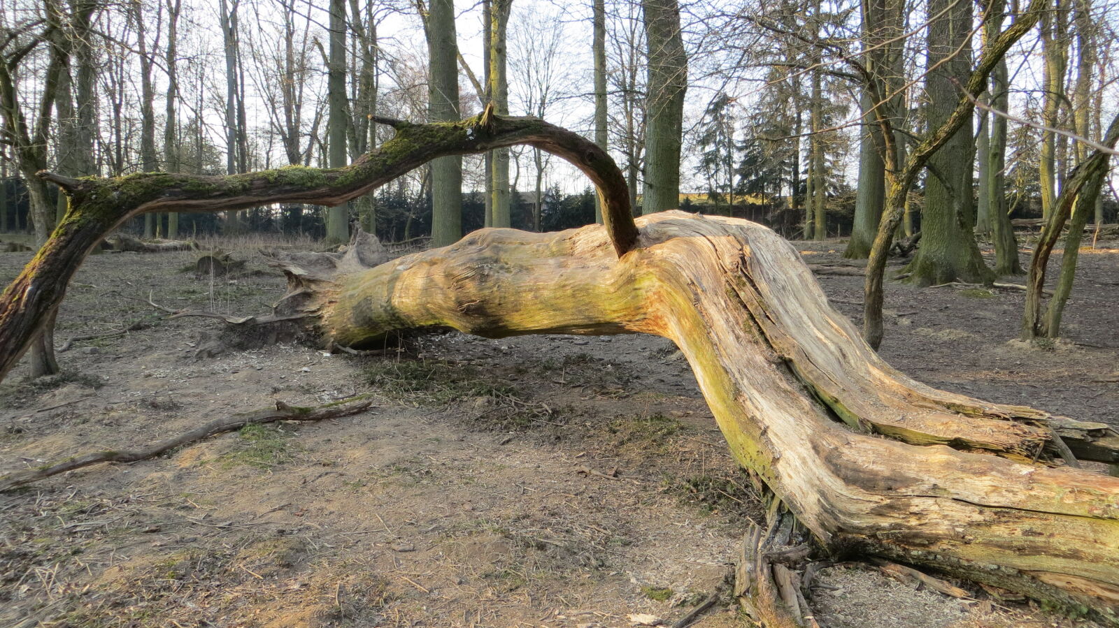 Canon PowerShot SX260 HS sample photo. Erdo, fa, forestry, szaraz photography