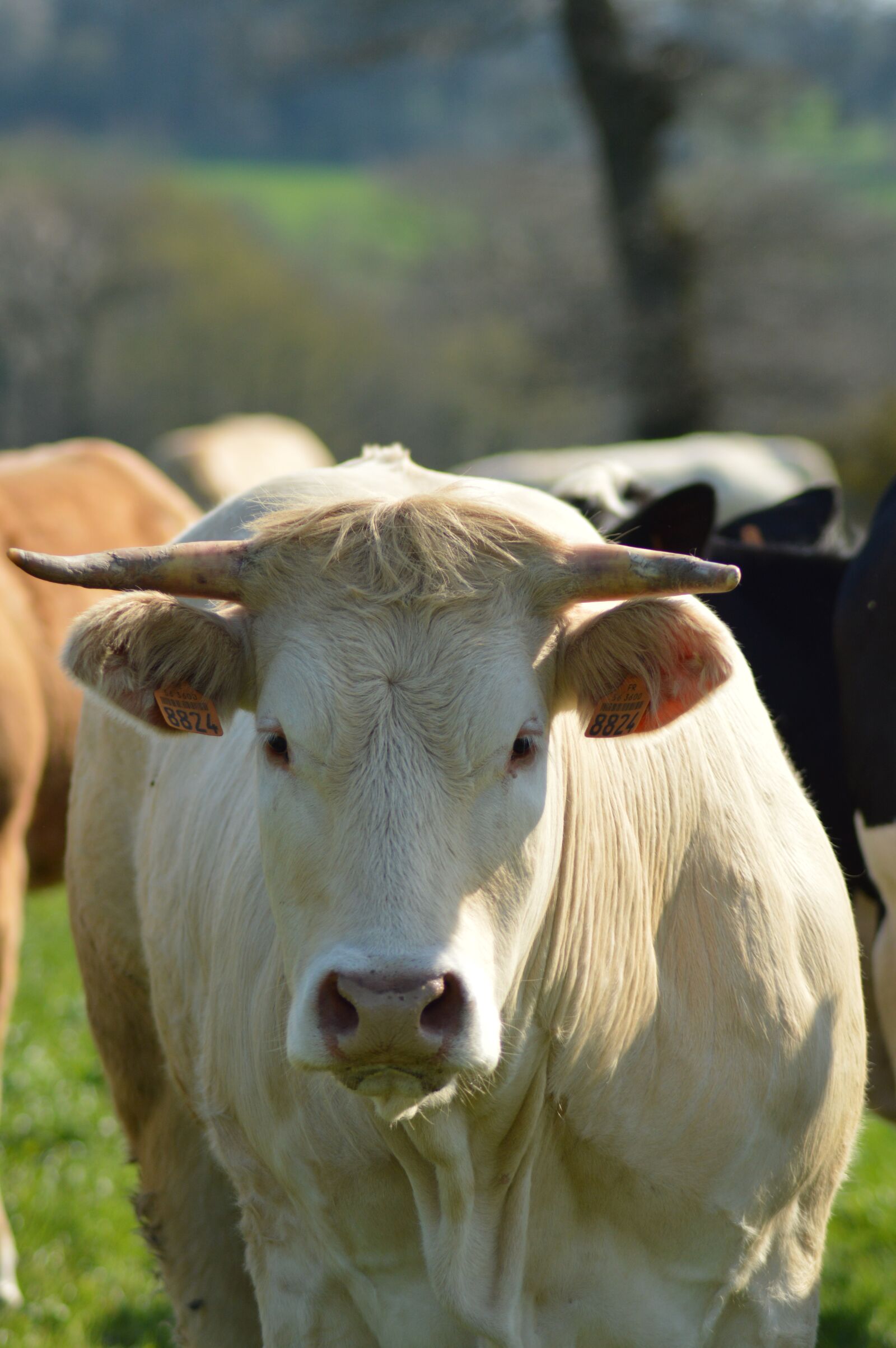 Nikon D3200 sample photo. Cow, field, cattle photography