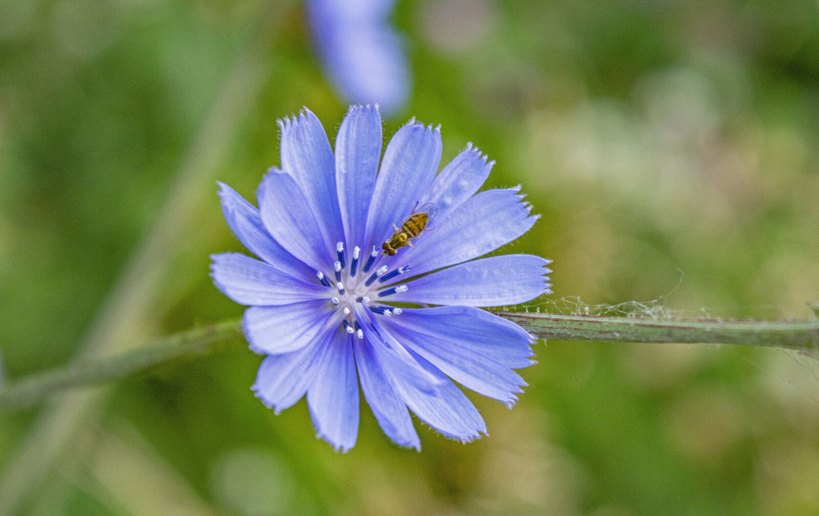 Nikon D3200 sample photo. Bee, flowers, wild flowers photography
