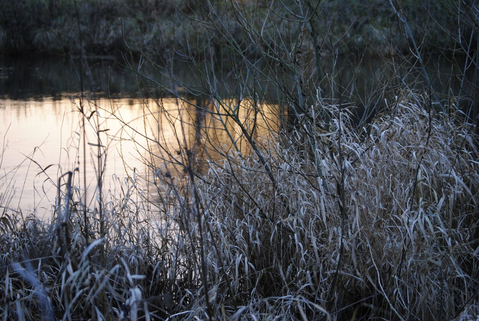 Nikon D3000 sample photo. Ripe, river, water photography