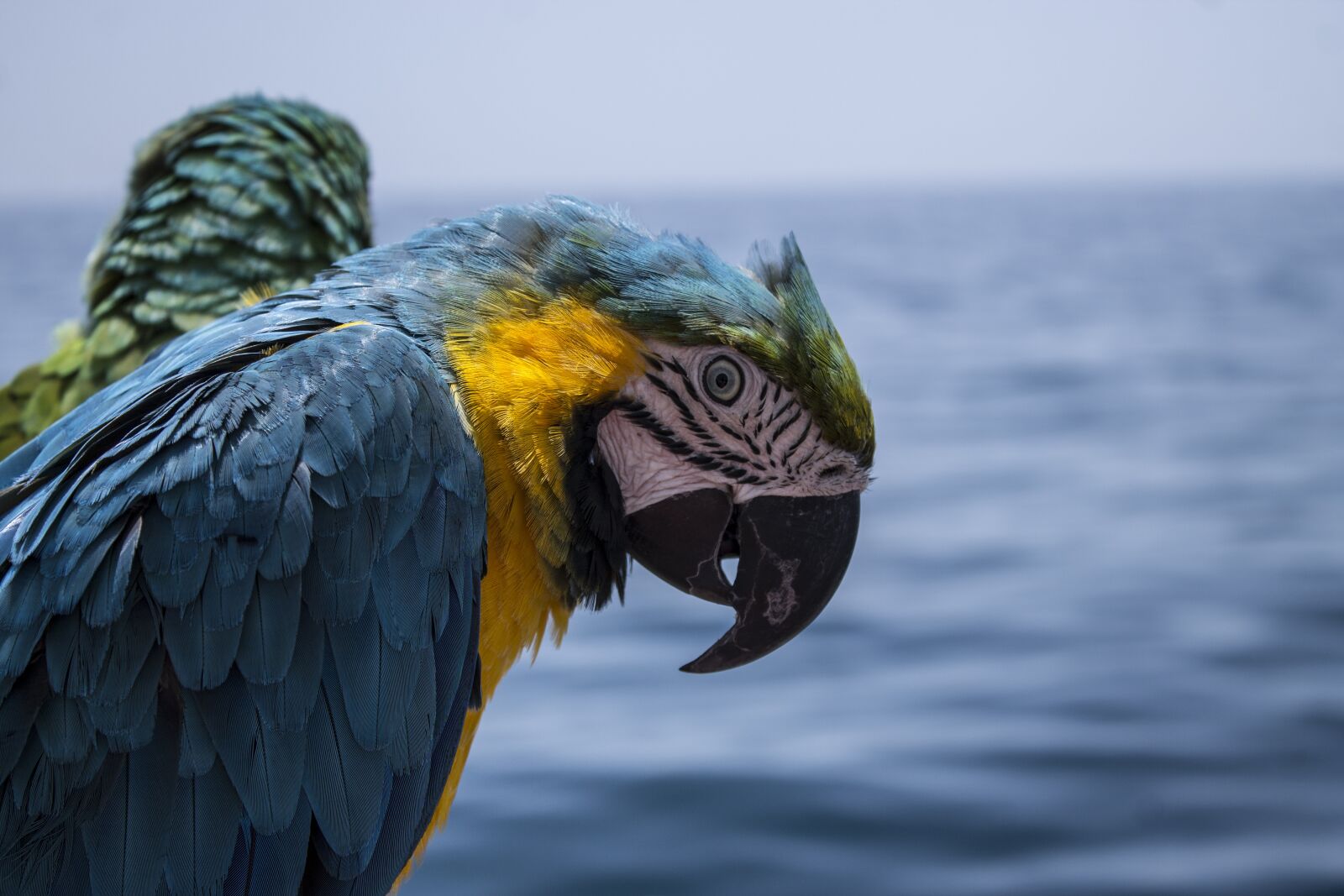 Canon EOS 1100D (EOS Rebel T3 / EOS Kiss X50) sample photo. Parrot, pirate, treasure photography