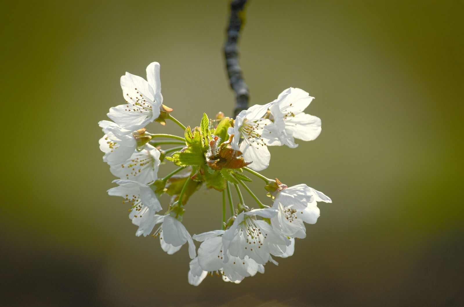 Nikon D70 sample photo. Blossom, bloom, spring photography
