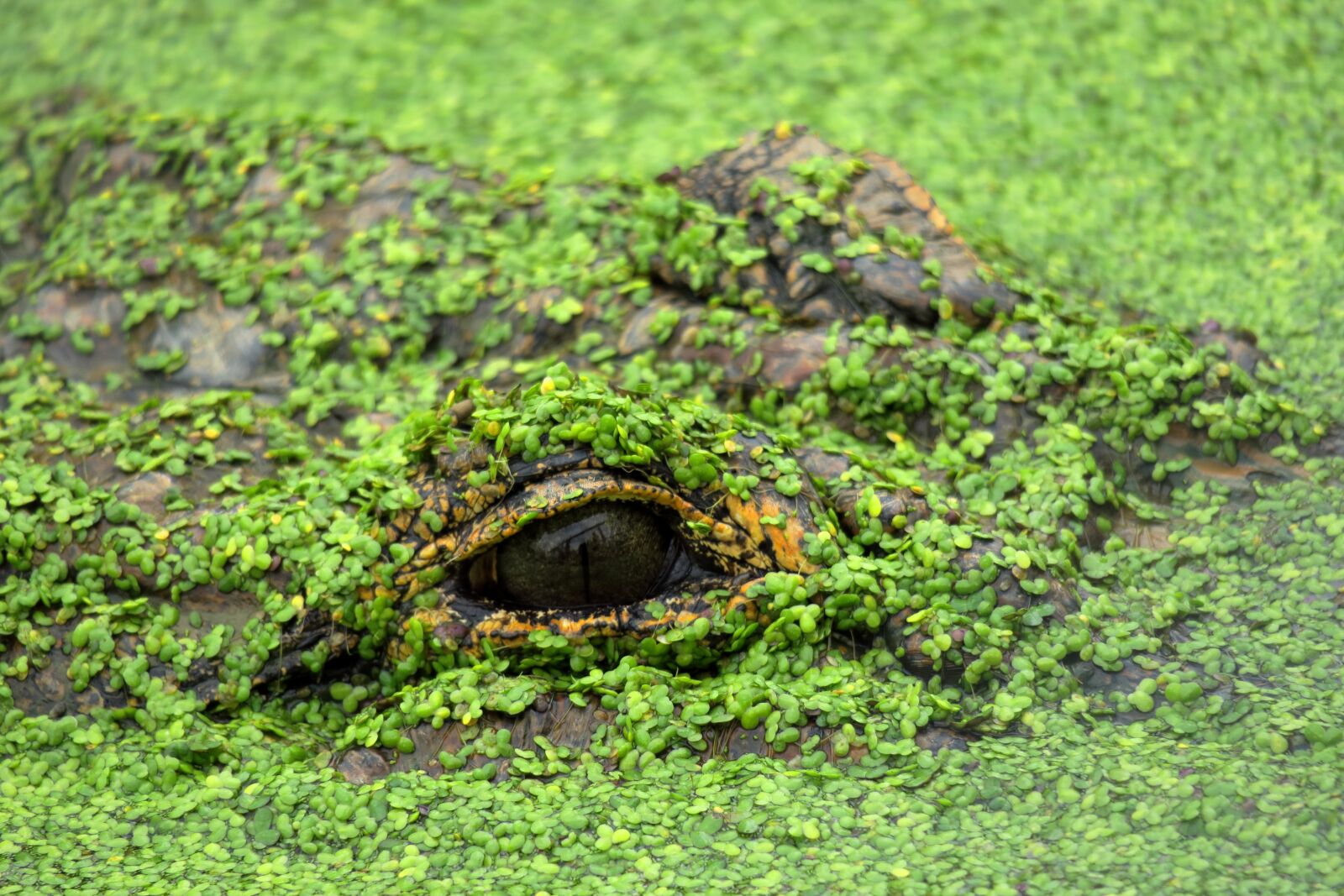 Canon PowerShot G3 X sample photo. Alligator, eye, pond lenses photography