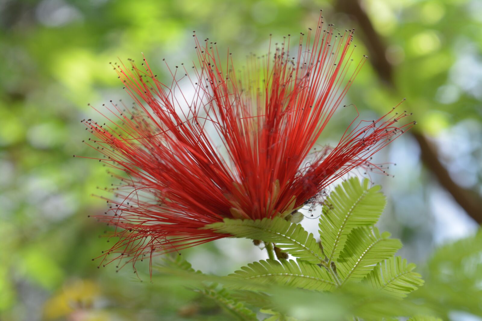 Nikon D5200 sample photo. Nature, leaf, plant photography